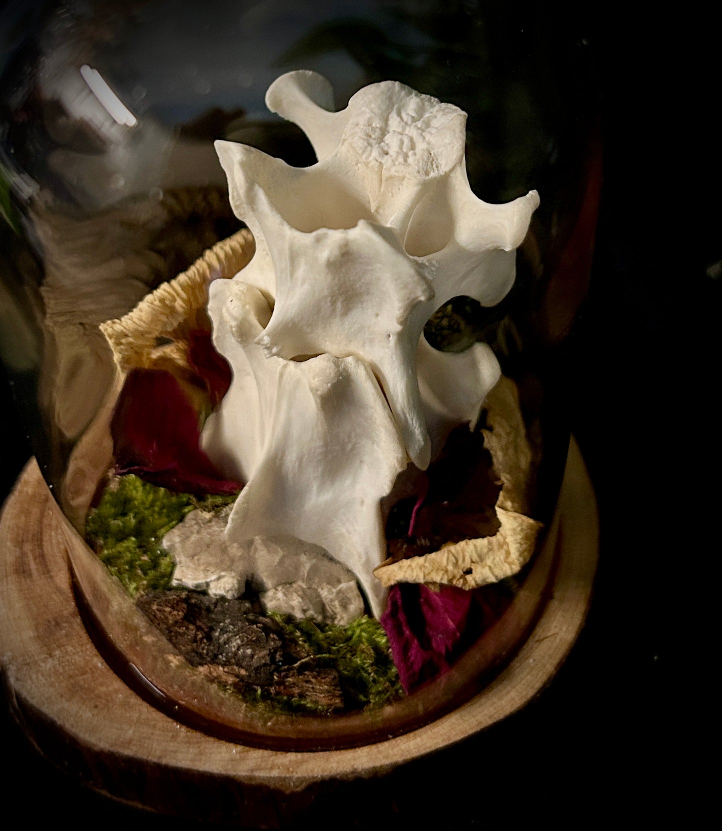Coyote Spine Cloche