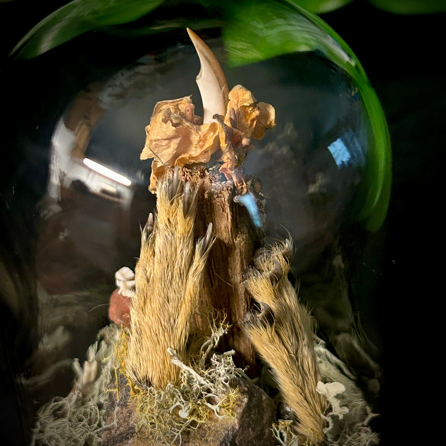 Squirrel Feet & Teeth Cloche