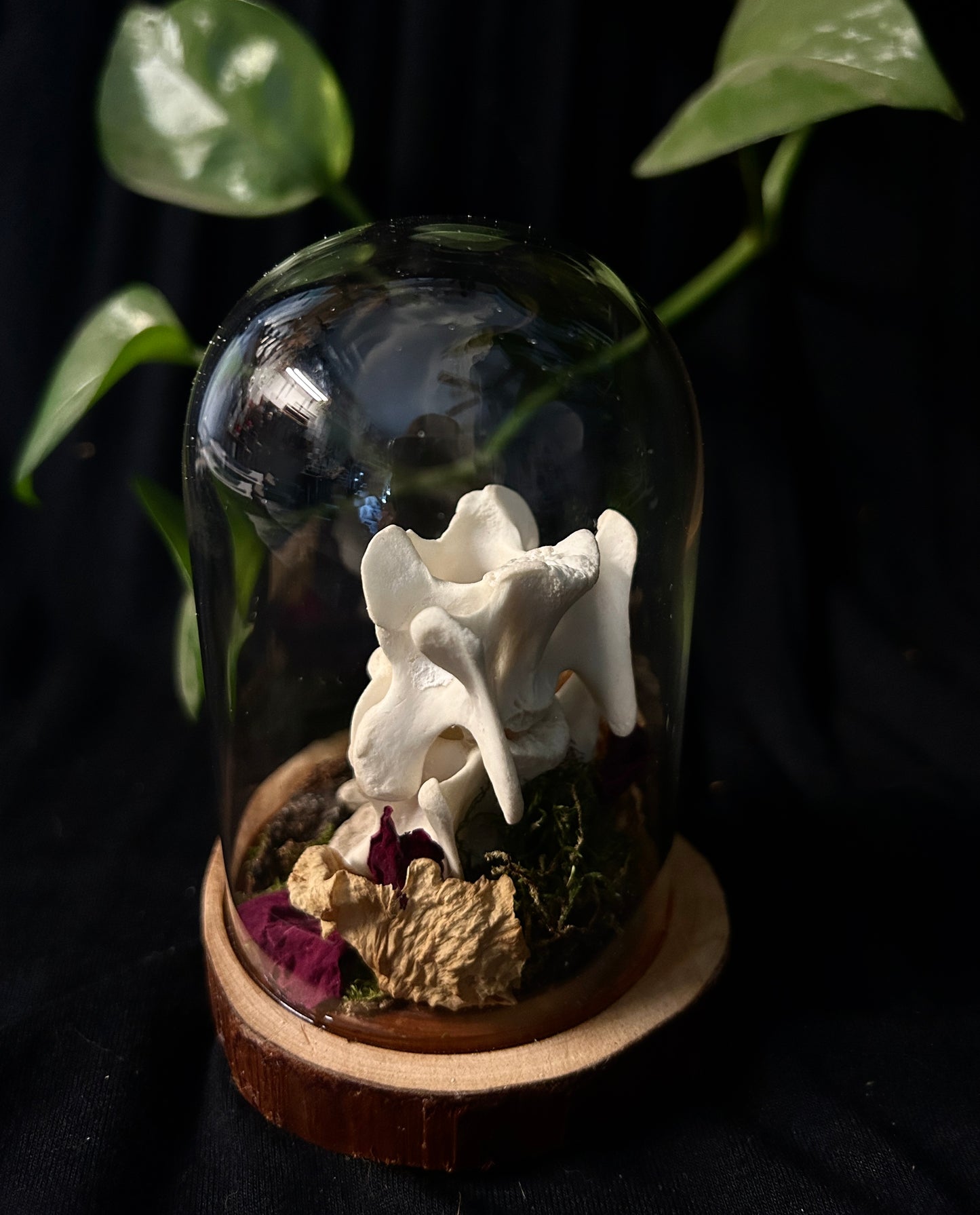 Coyote Spine Cloche
