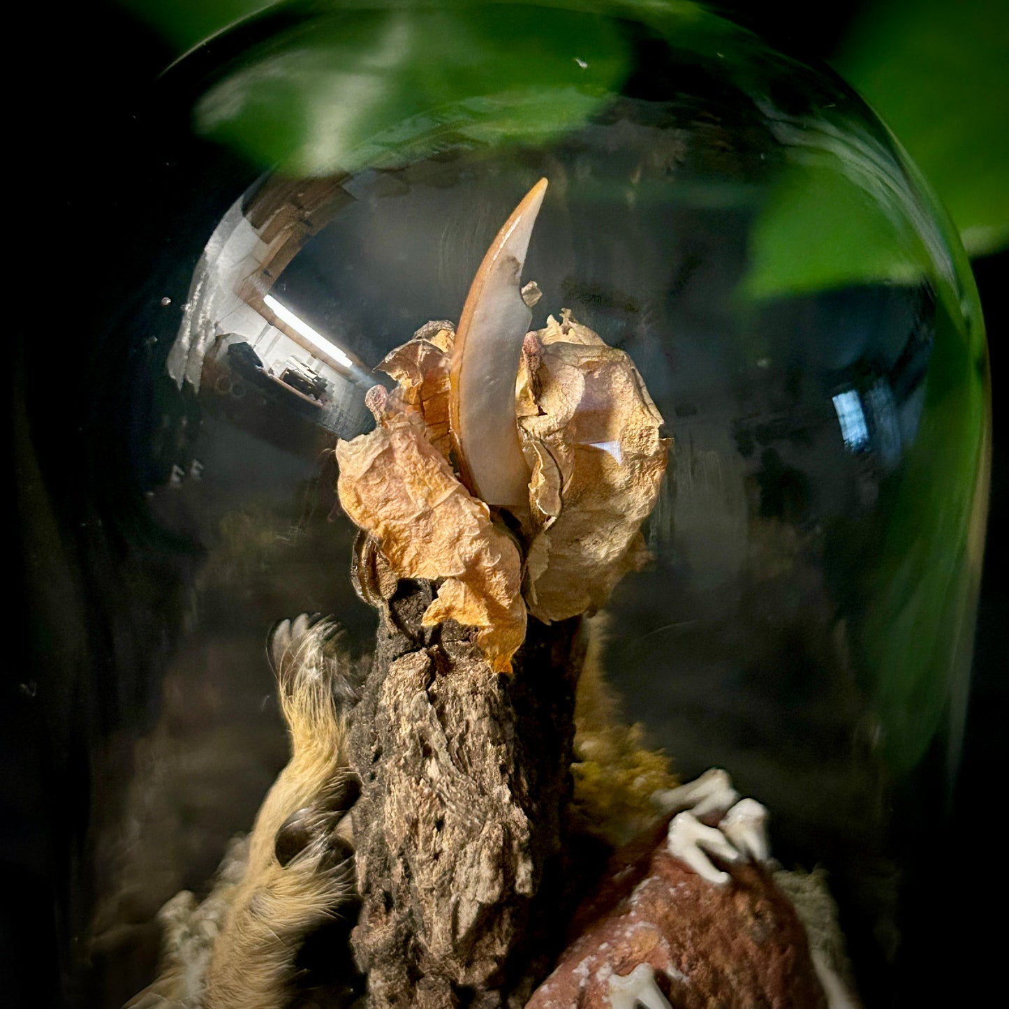 Squirrel Feet & Teeth Cloche
