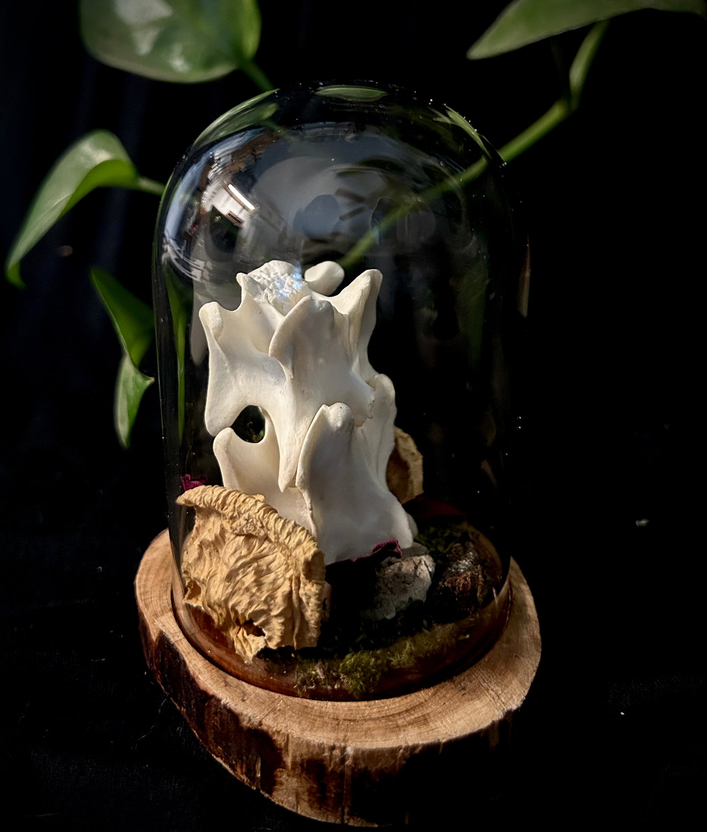 Coyote Spine Cloche