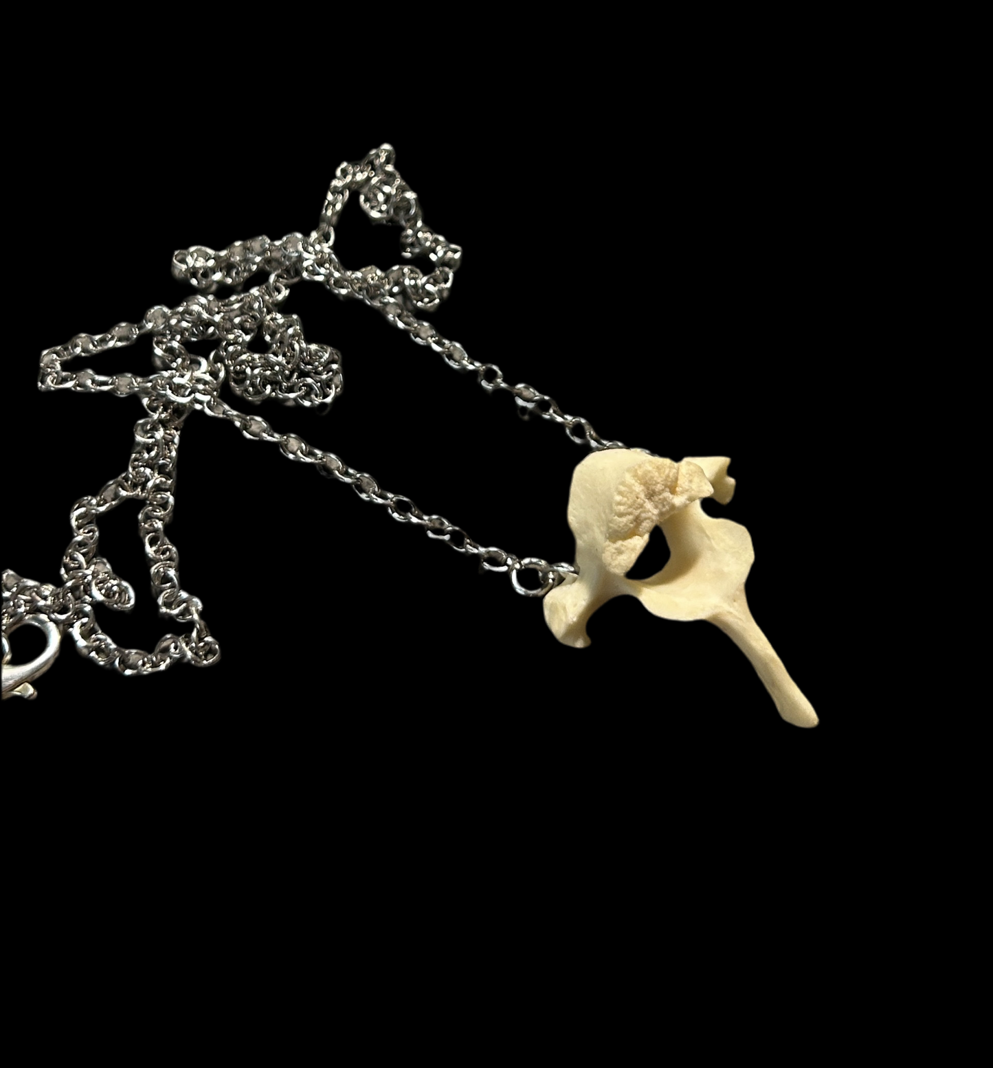 Raccoon Vertebrae necklace