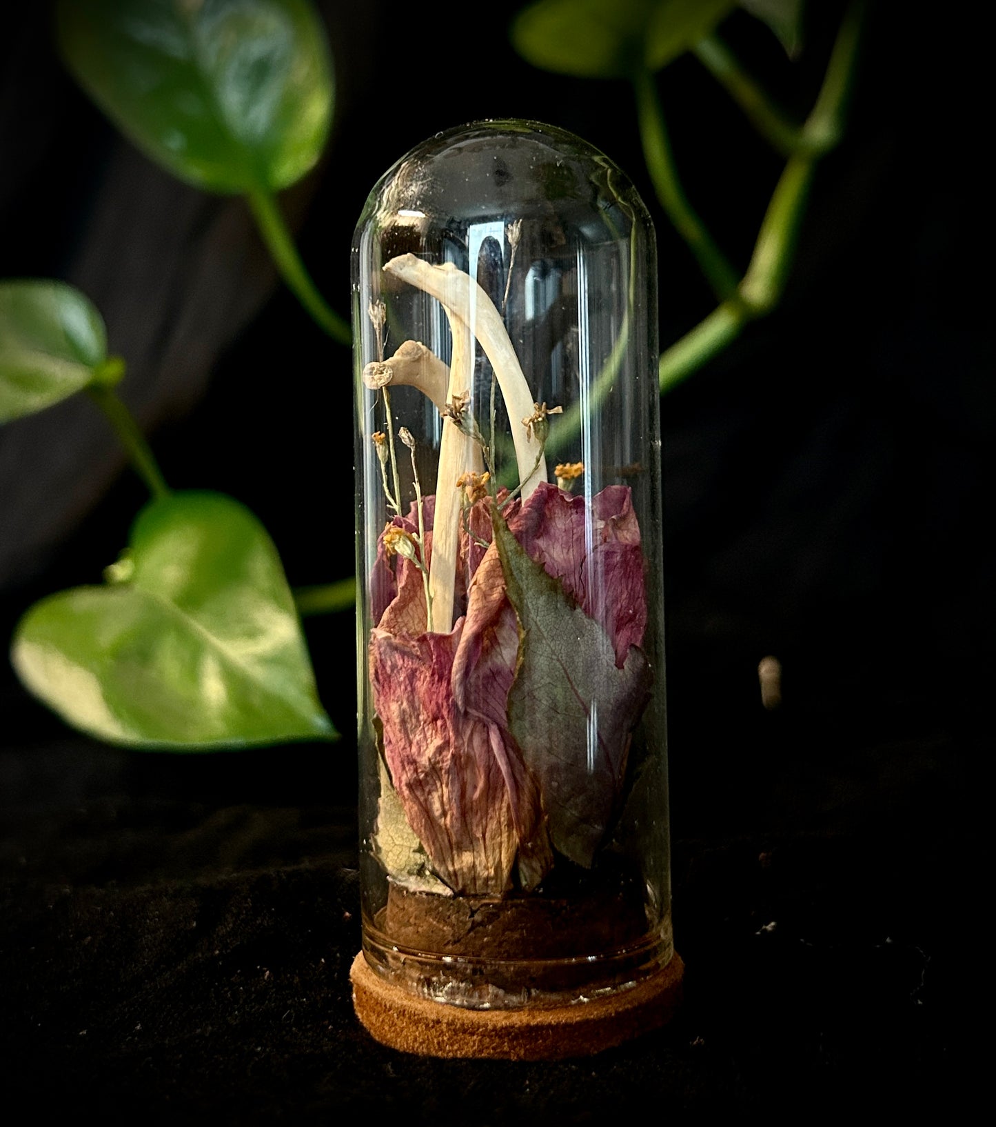 Possum Ribs Mini Curio
