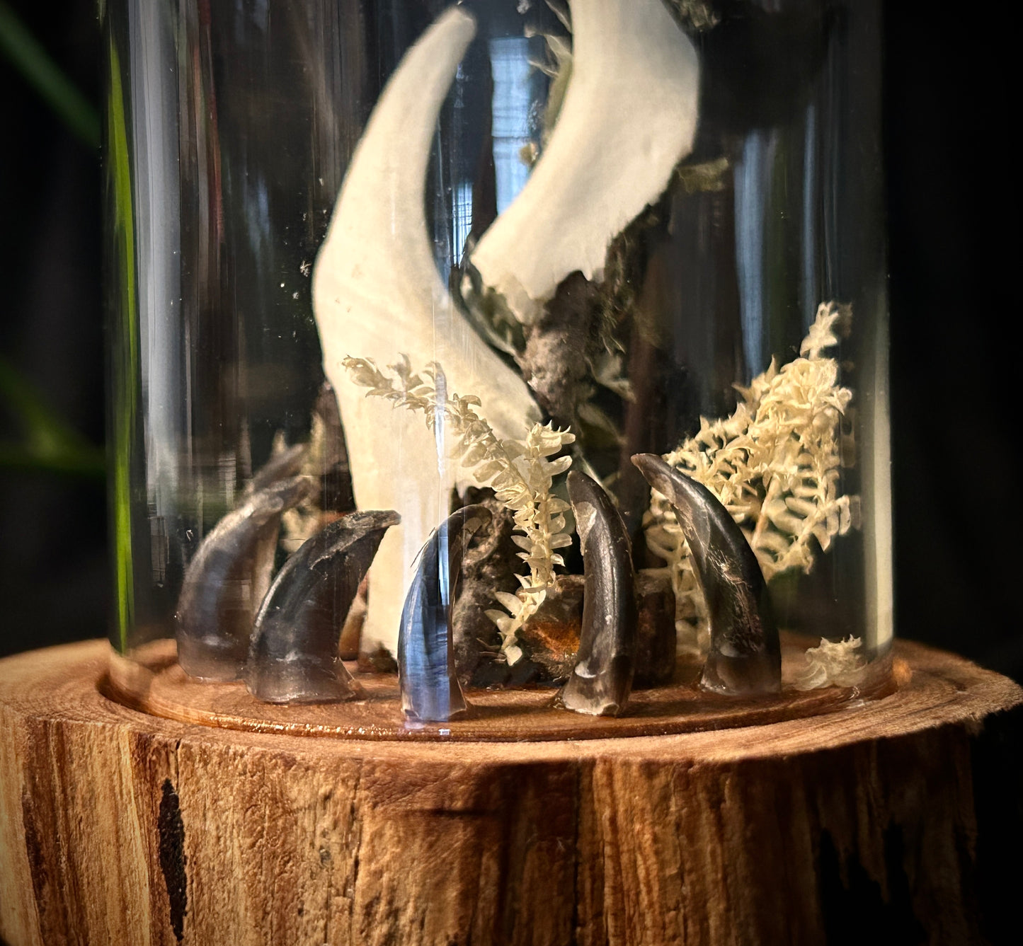 Coyote Shrine Cloche