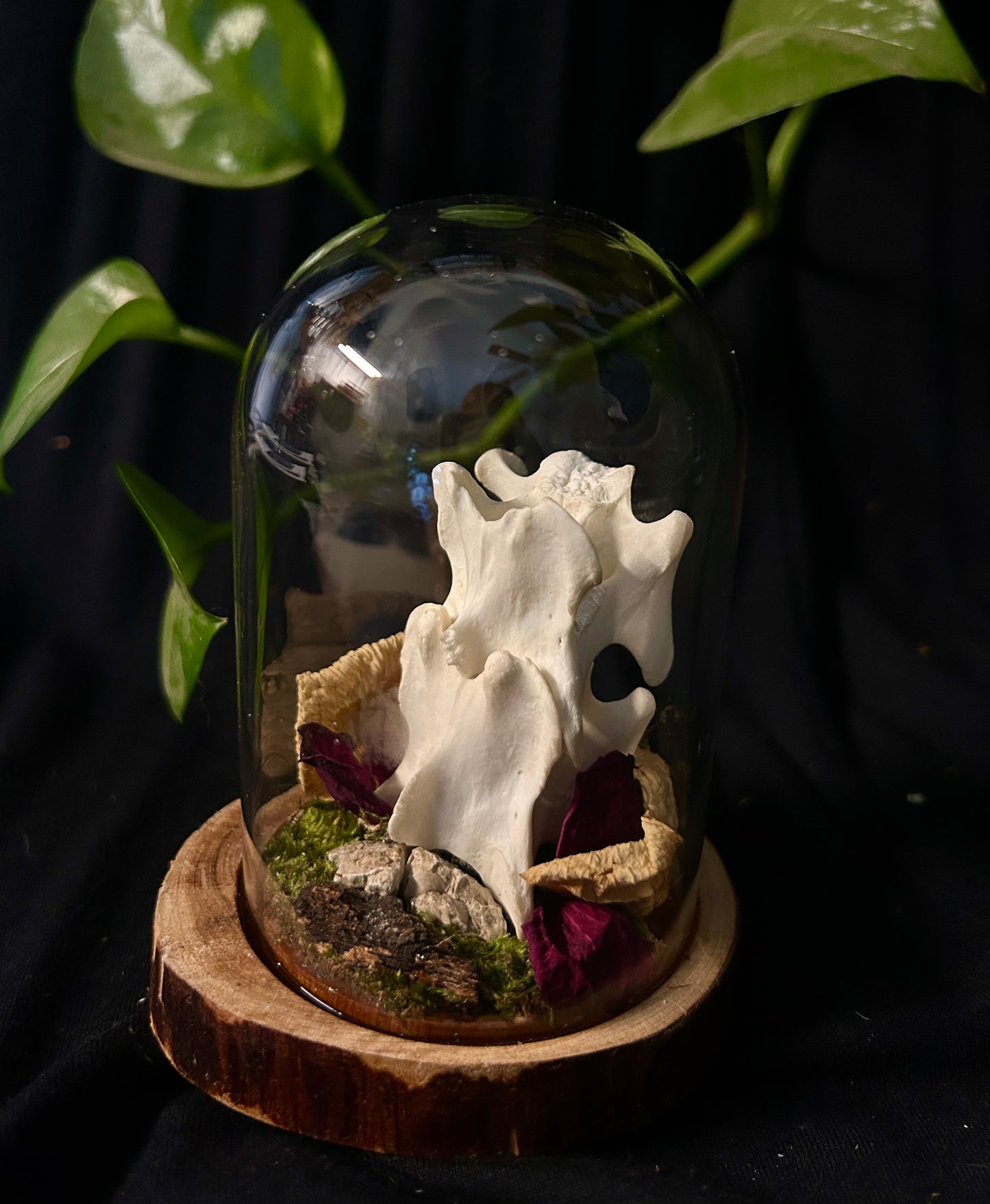 Coyote Spine Cloche