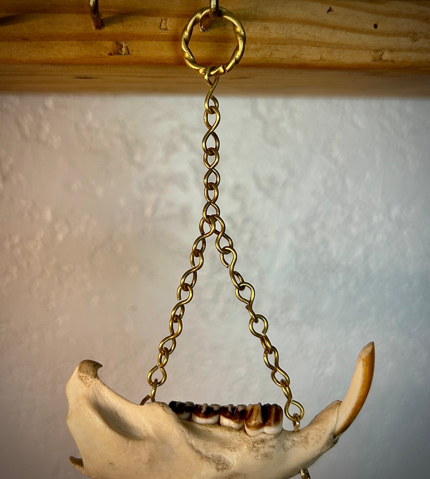 Porcupine Jaw Chime