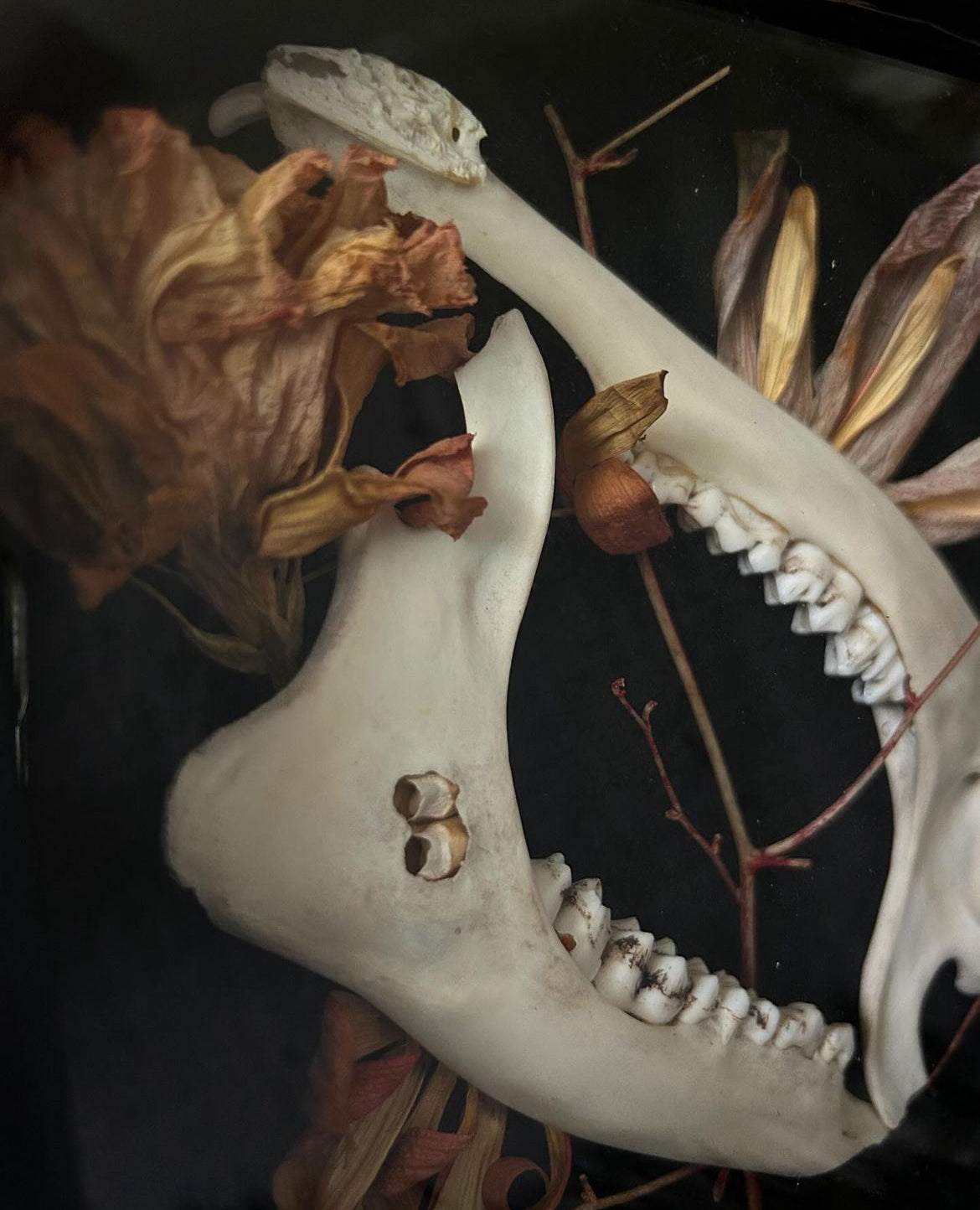 Deer Jawbones Lightbox