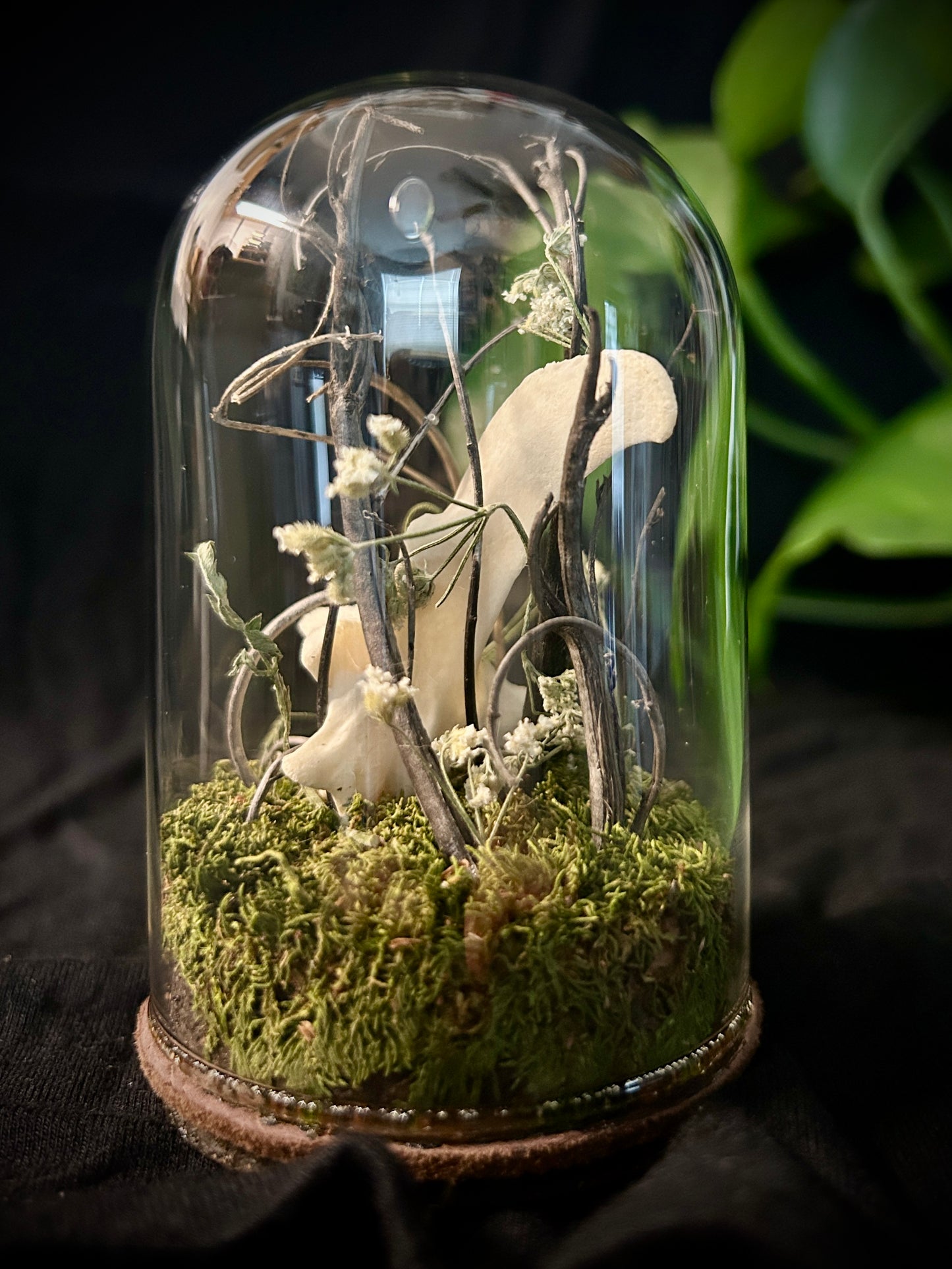 Deer Vertebrae Cloche