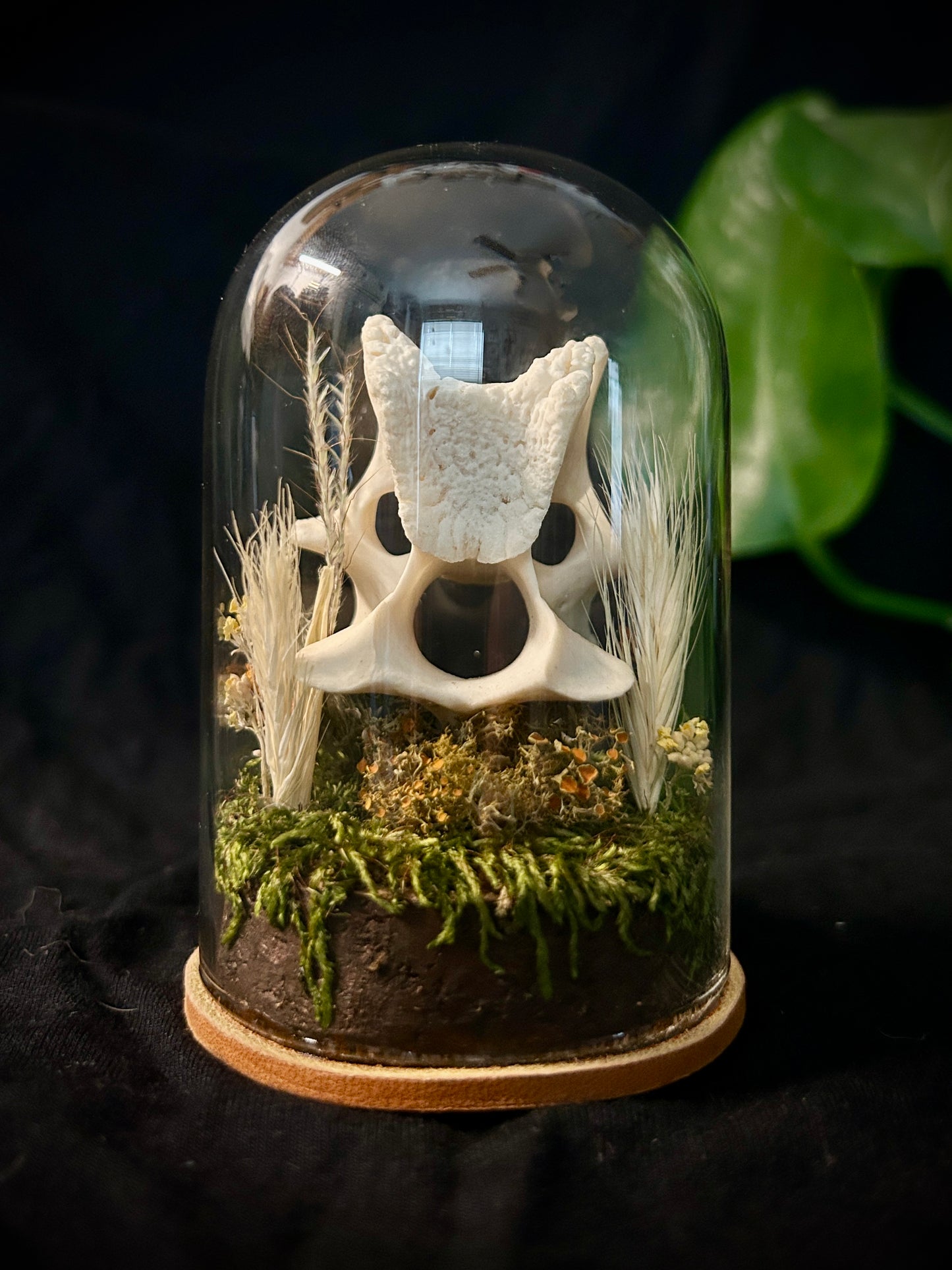 Deer Vertebrae Cloche