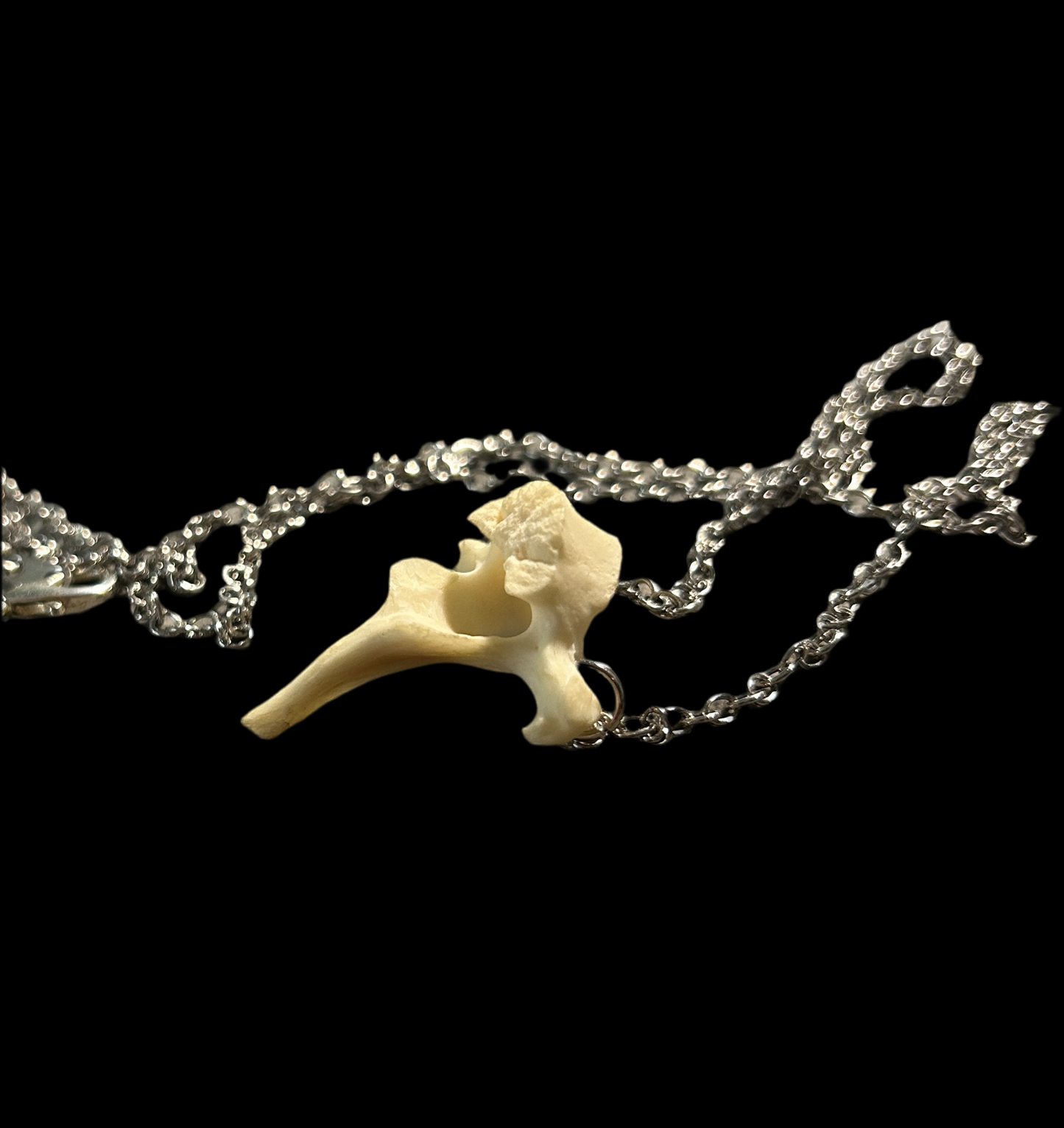 Raccoon Vertebrae necklace