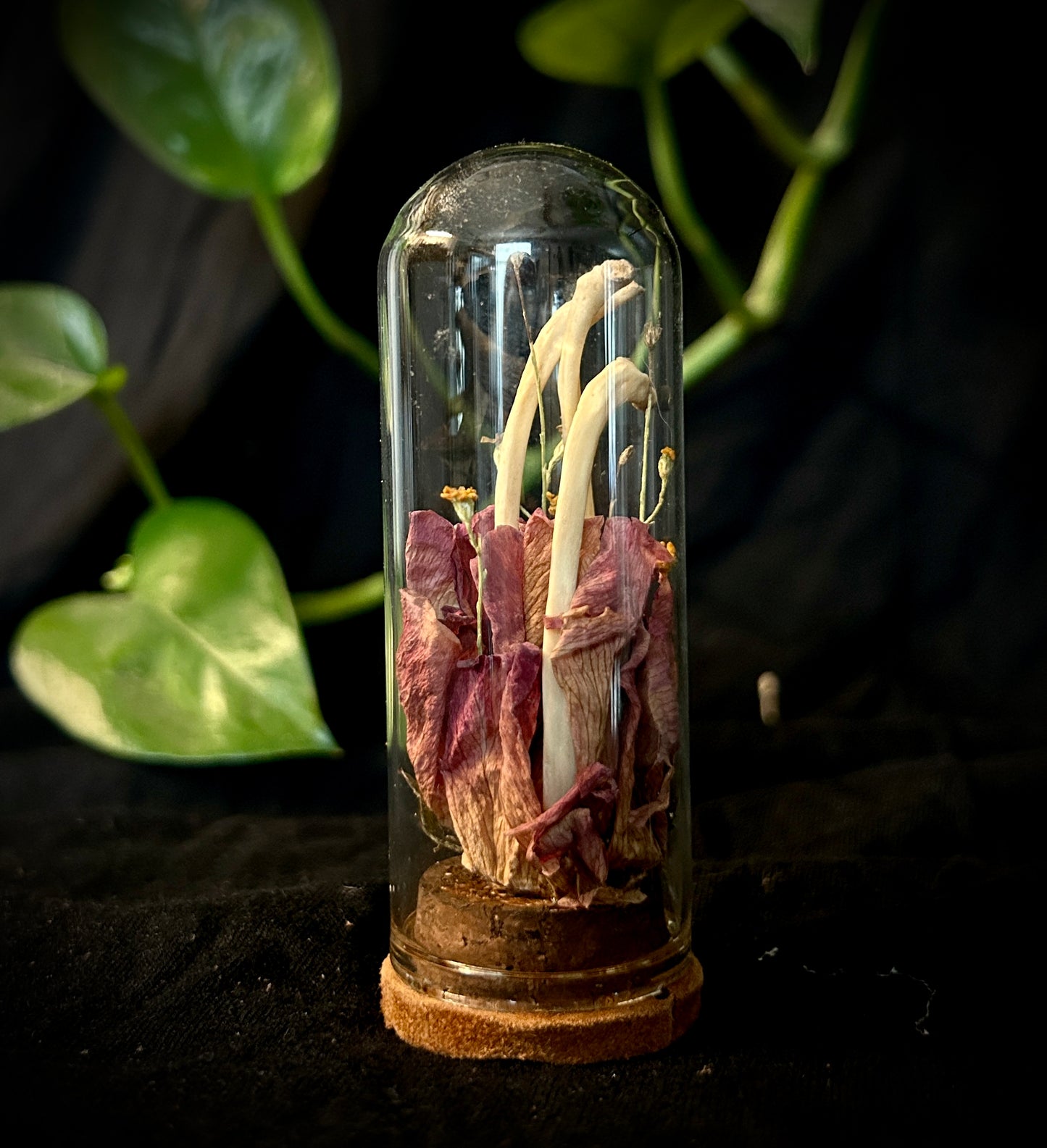 Possum Ribs Mini Curio