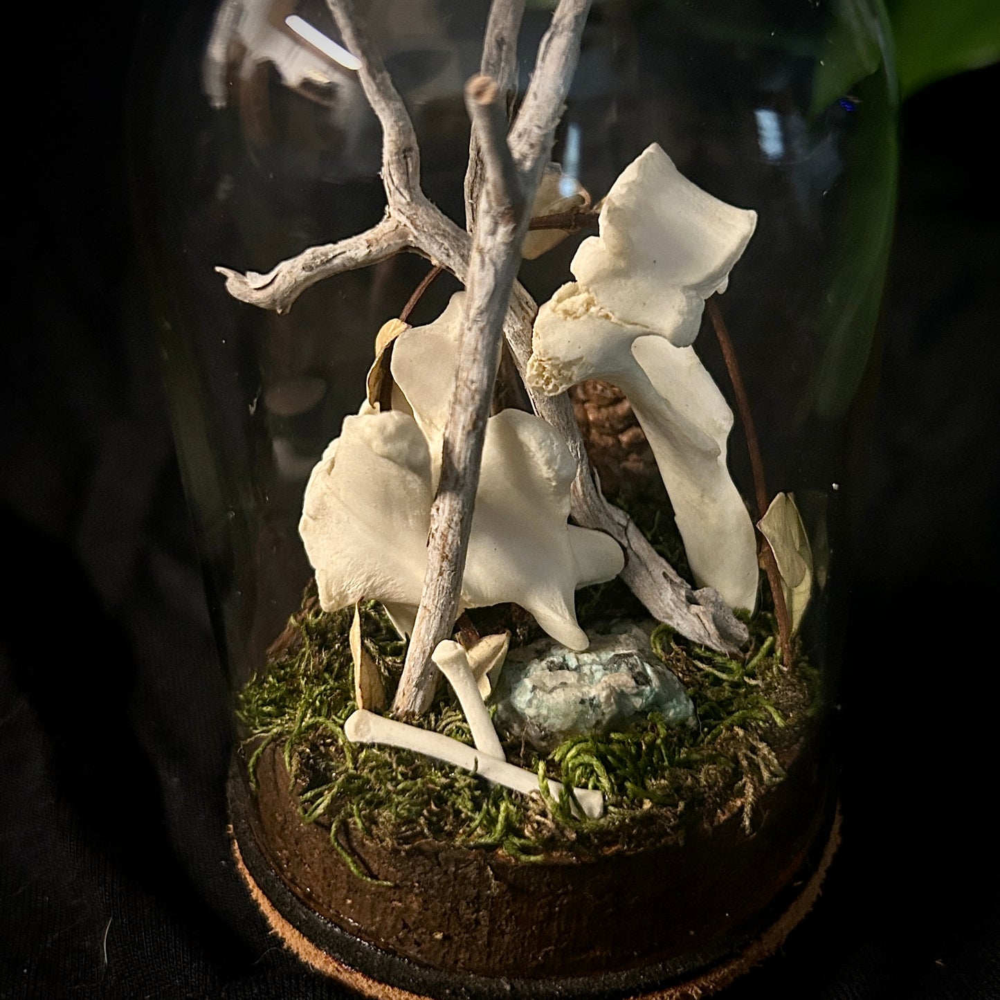 Coyote Vertebrae & Phalanges Cloche