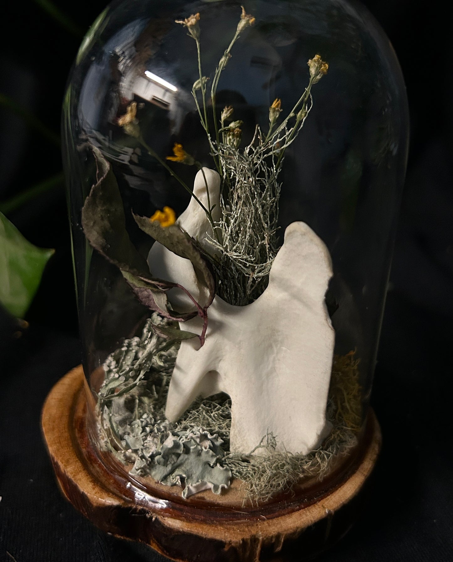 Coyote Vertebrae Cloche