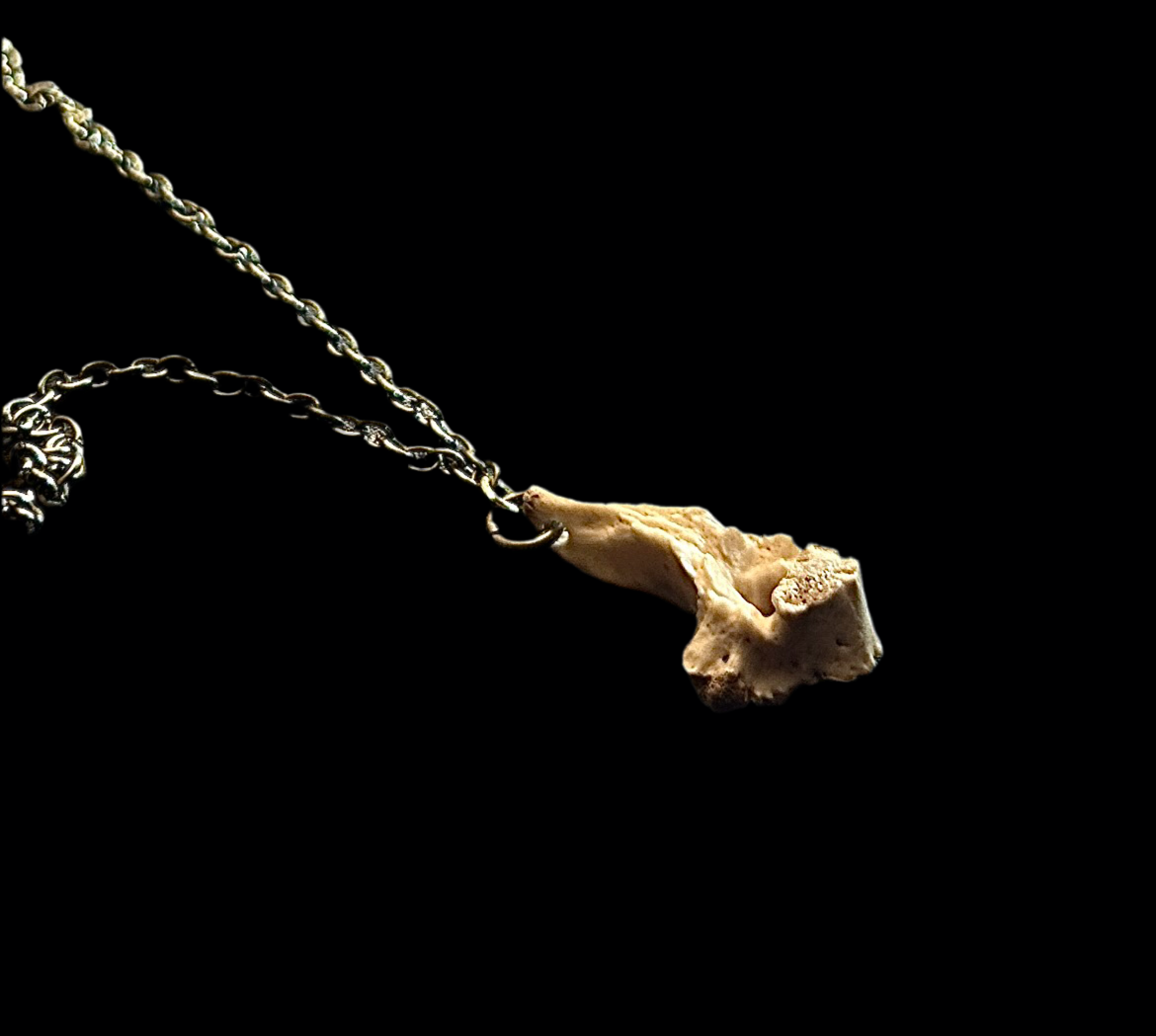 Opossum Vertebrae Necklace