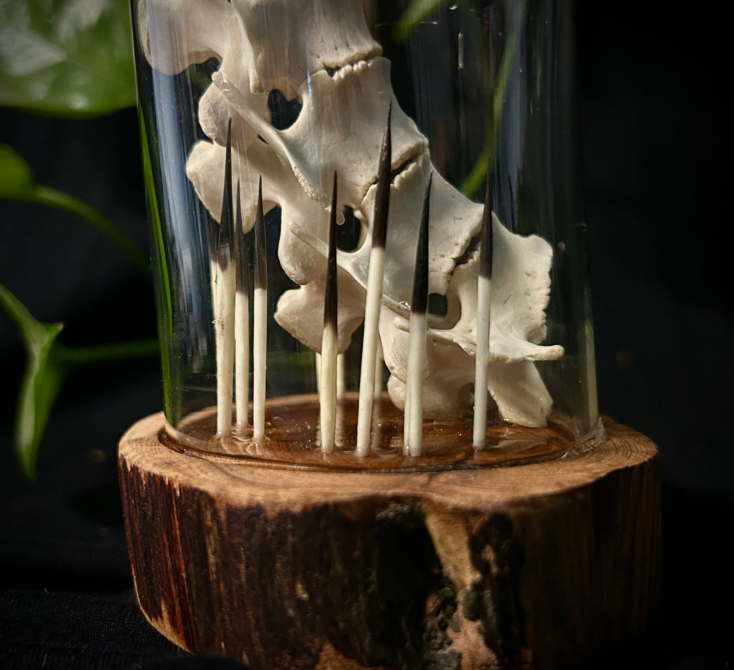 Porcupine Spine & Quills
