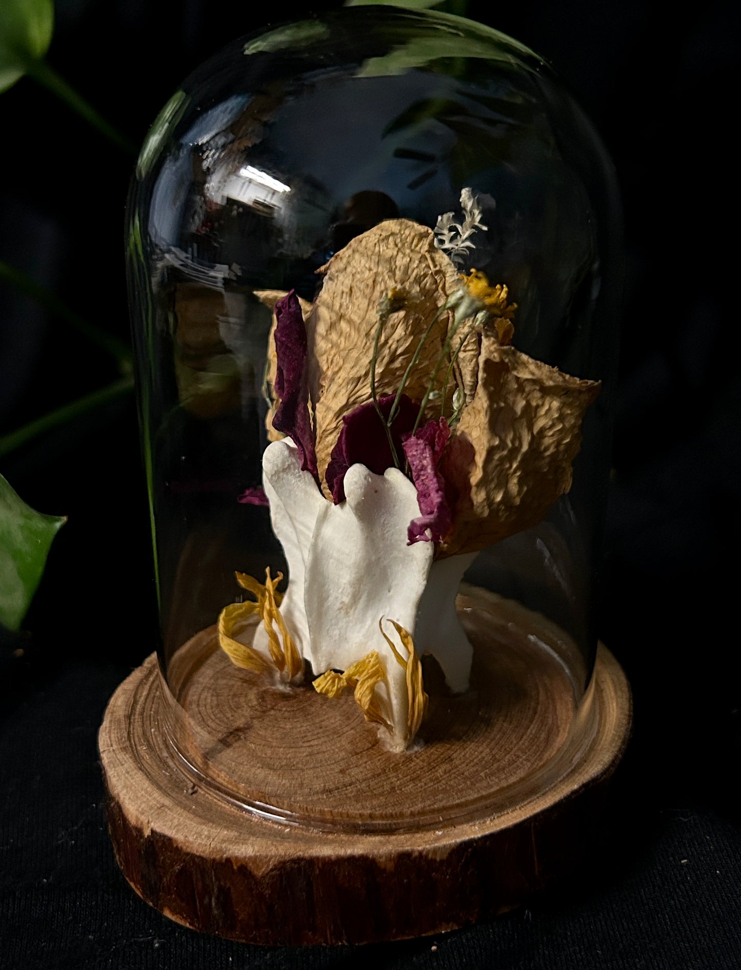 Coyote Vertebrae Cloche