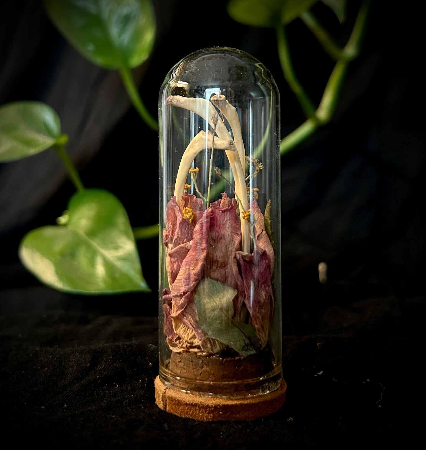 Possum Ribs Mini Curio