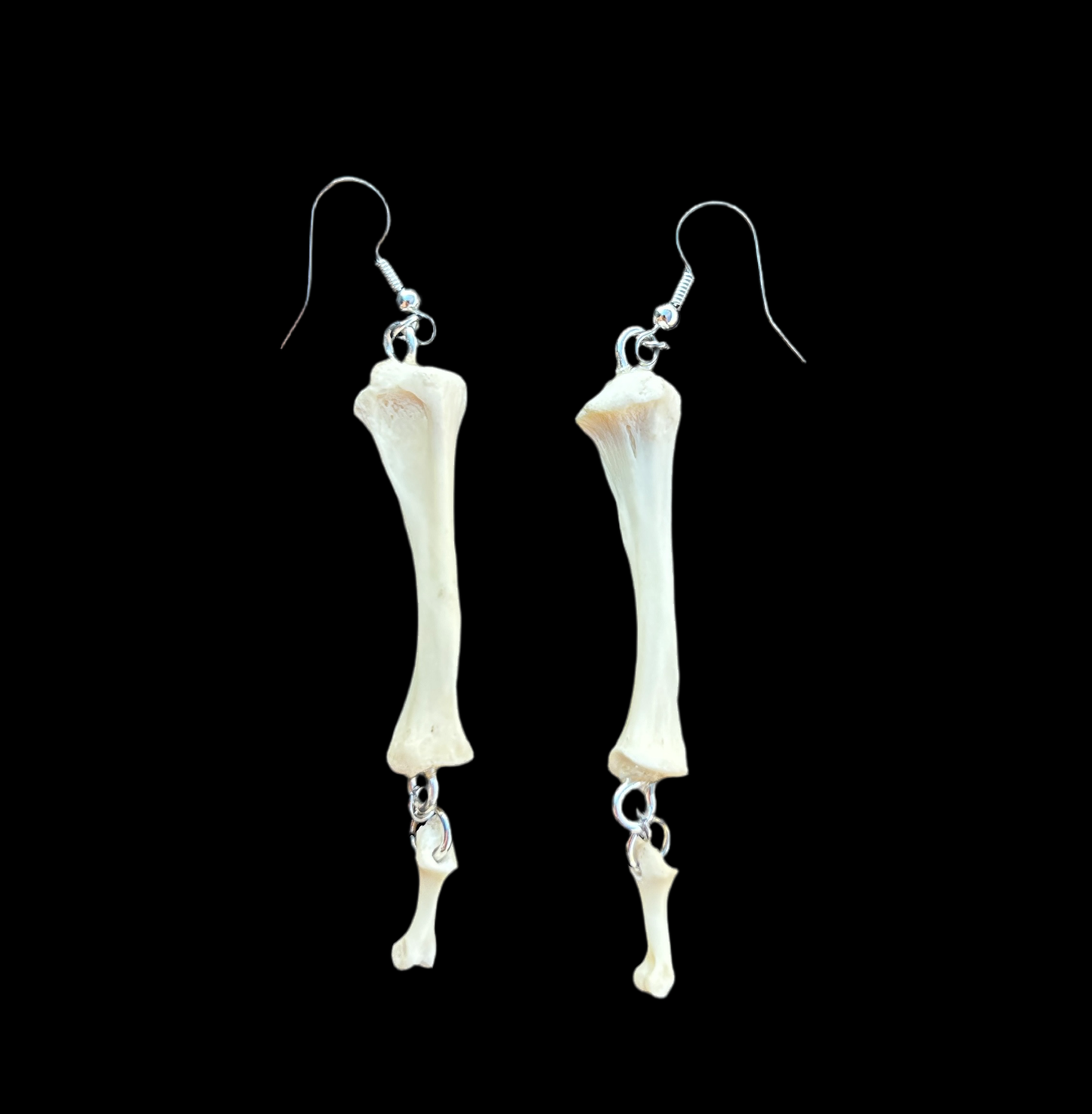 Turtle Tibia & Phalanges