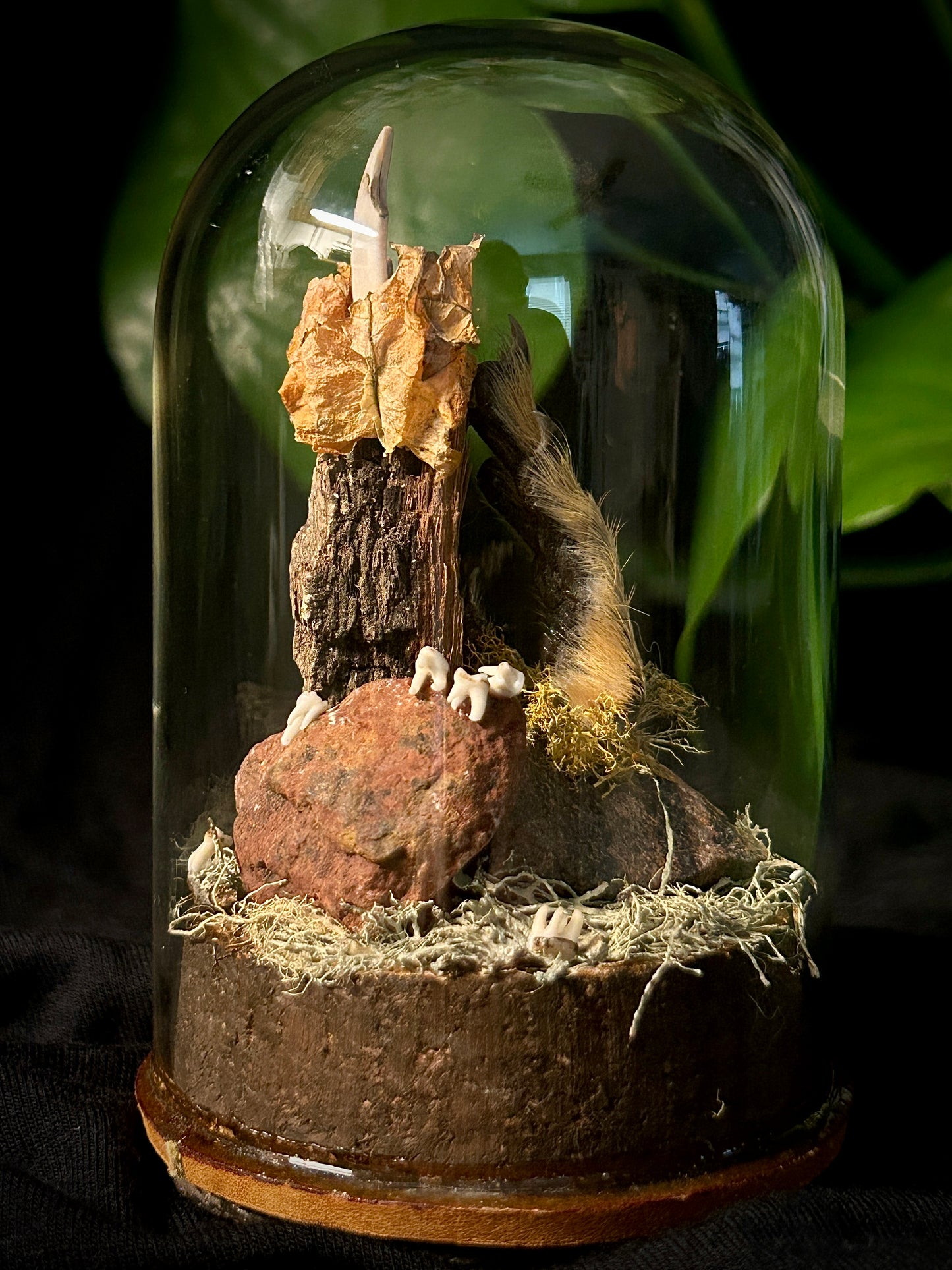 Squirrel Feet & Teeth Cloche