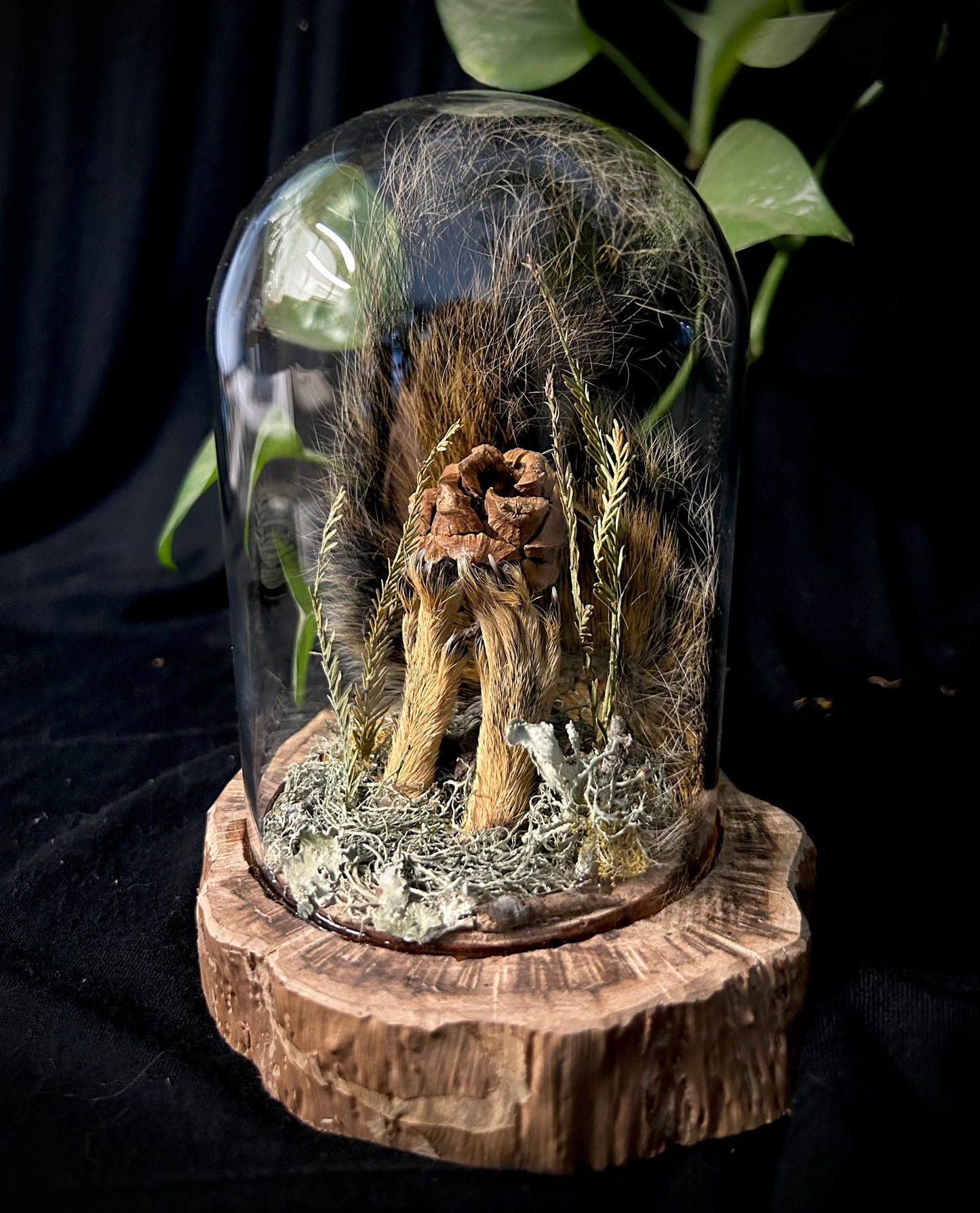 Squirrel Feet & Tail