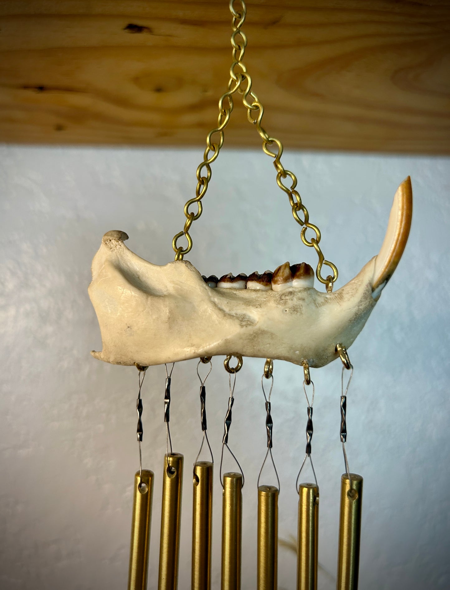 Porcupine Jaw Chime