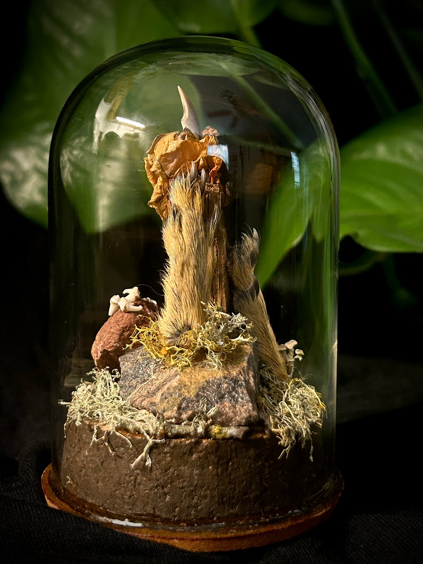 Squirrel Feet & Teeth Cloche