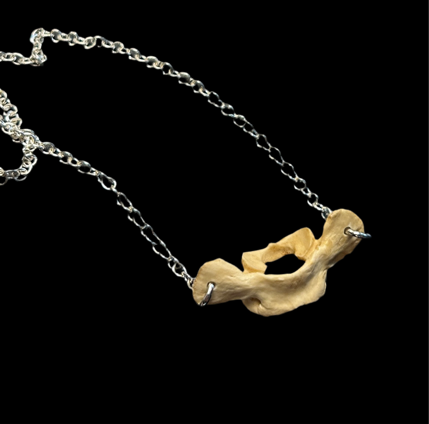 Opossum Atlas Bone Necklace