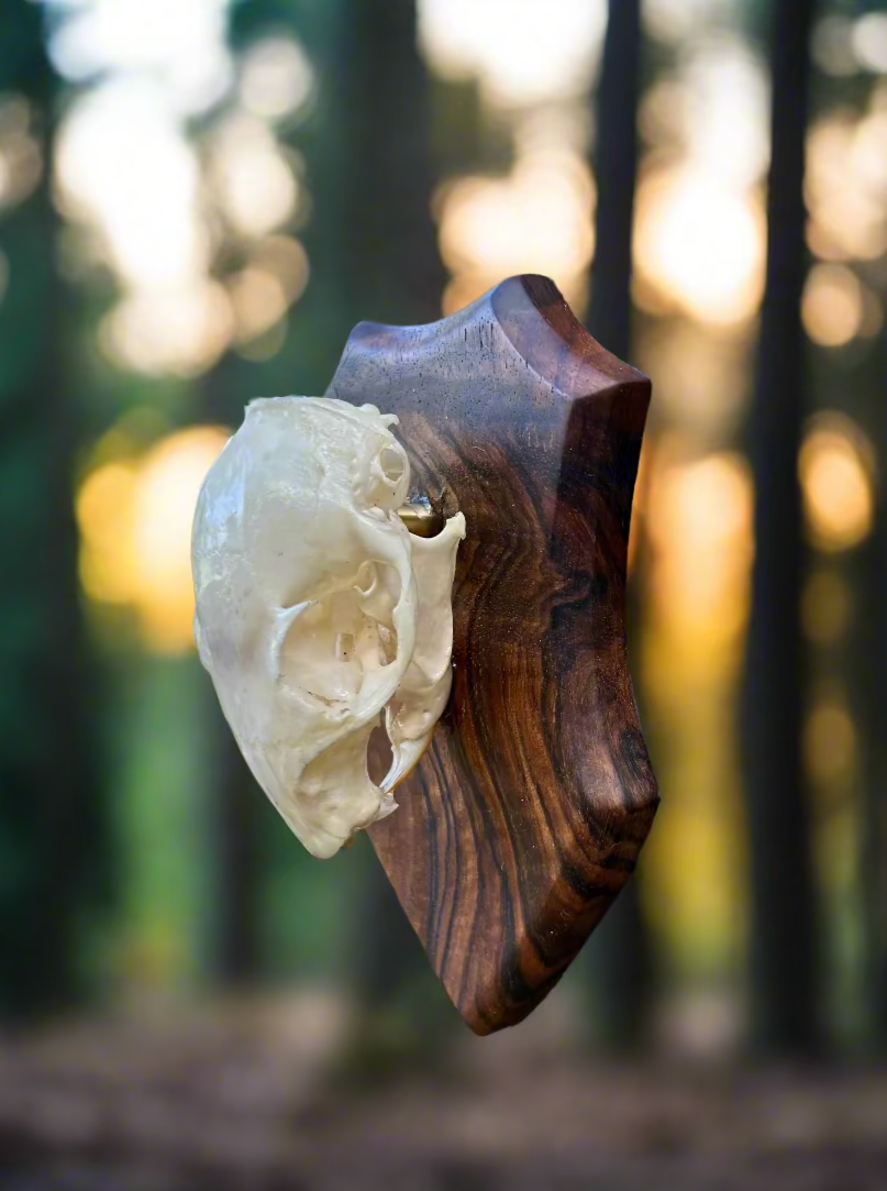Mounted Squirrel Skull