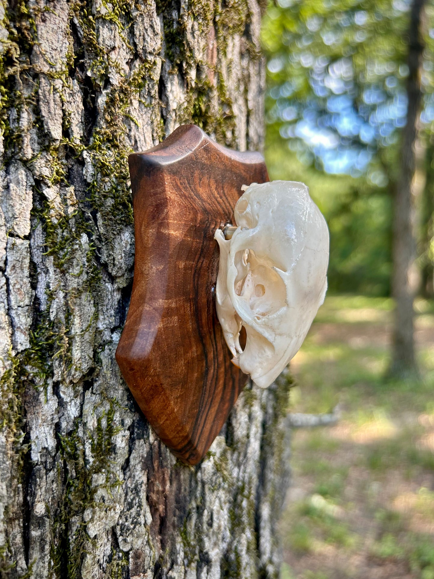 Mounted Squirrel Skull