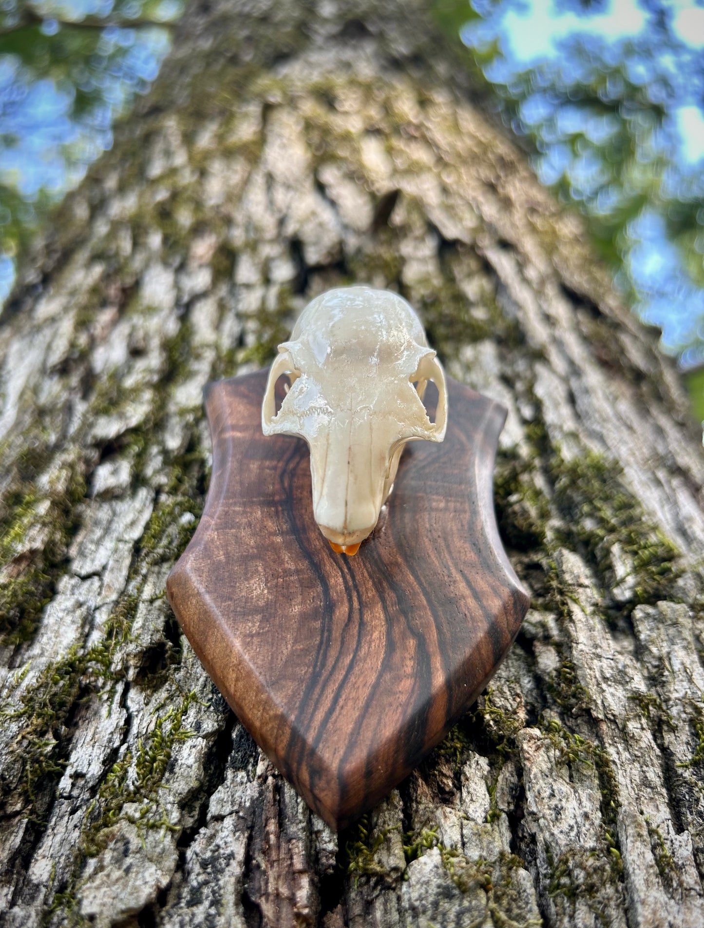 Mounted Squirrel Skull