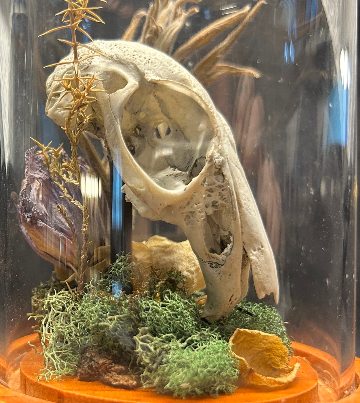 Rabbit Skull Curio Dome