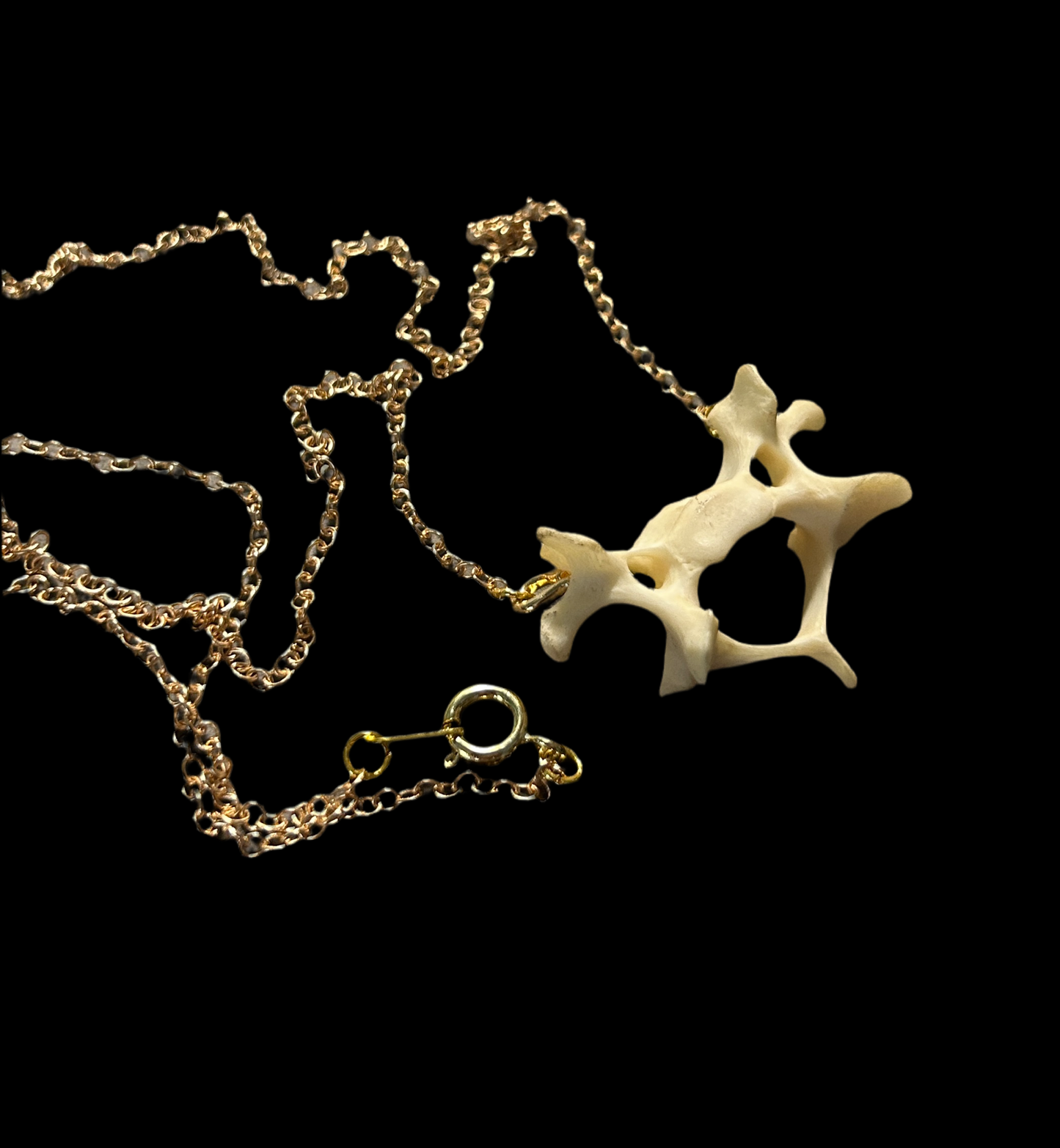 Raccoon Vertebrae necklace