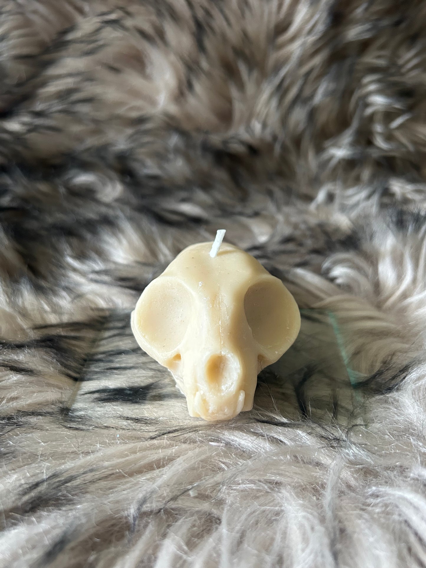 Cat Skull Candle