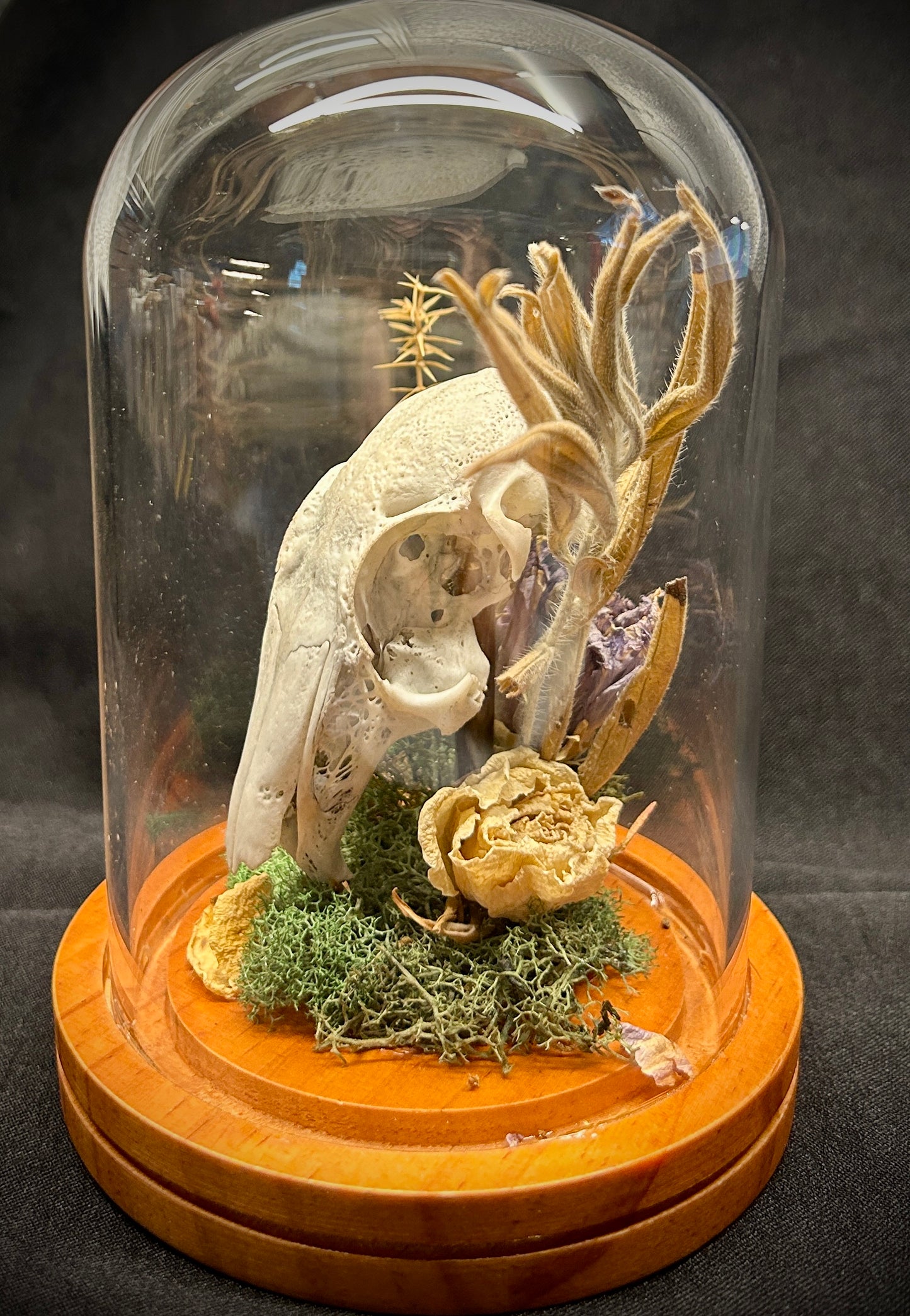 Rabbit Skull Curio Dome