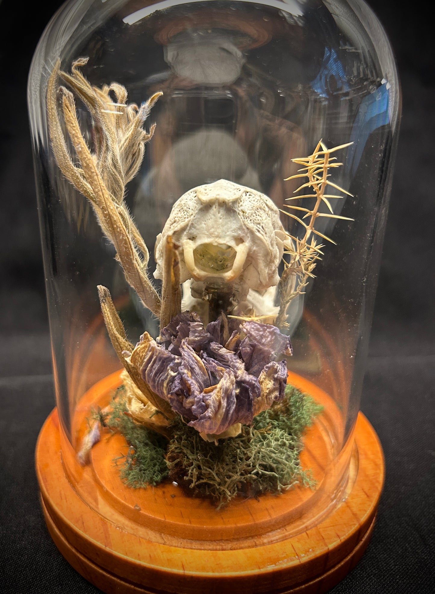 Rabbit Skull Curio Dome