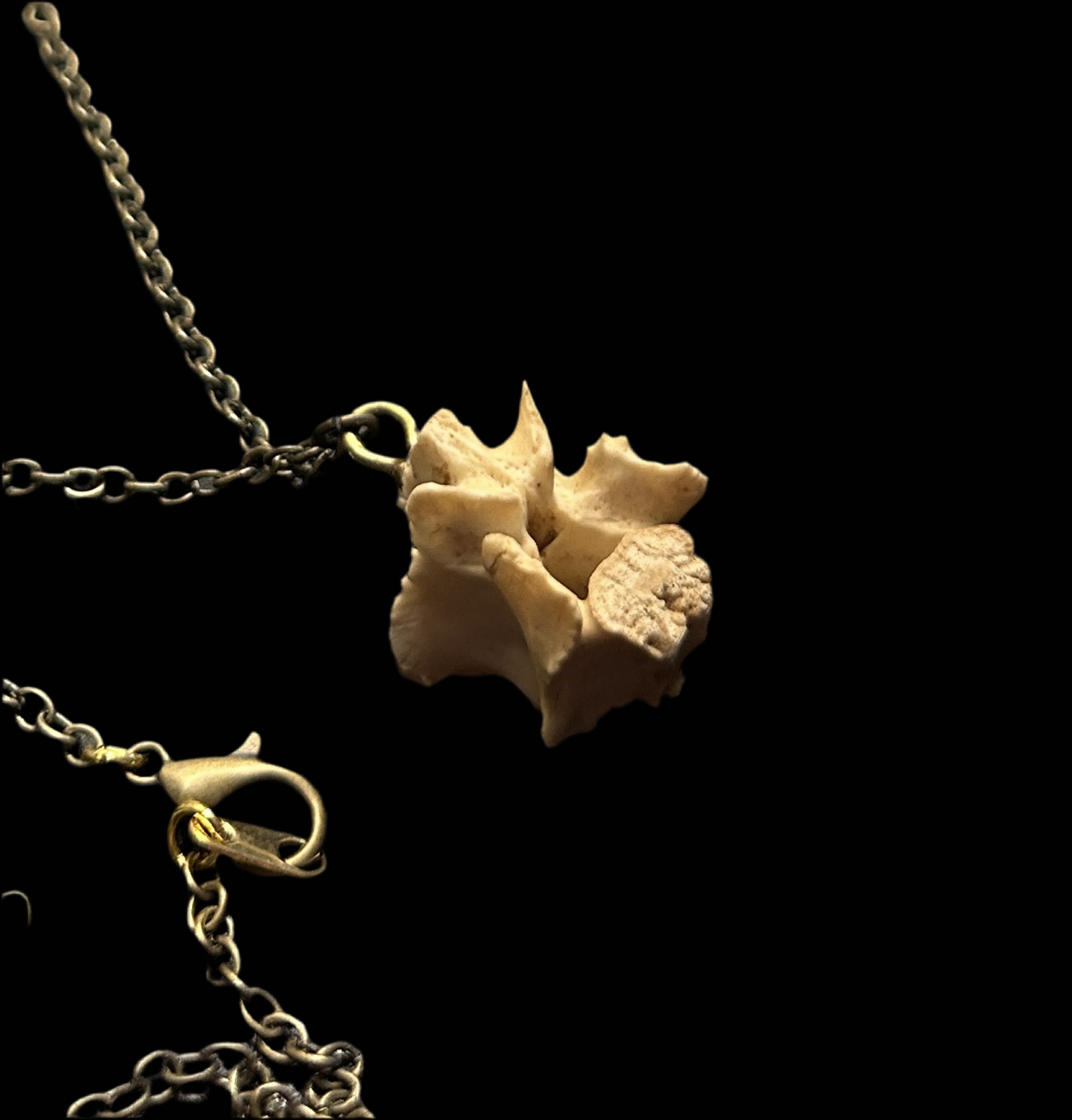 Opossum Vertebrae Necklace