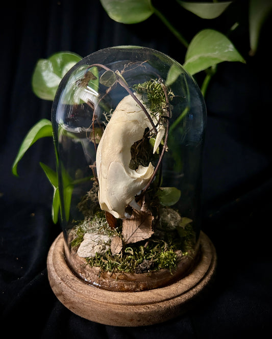Skunk Skull Cloche