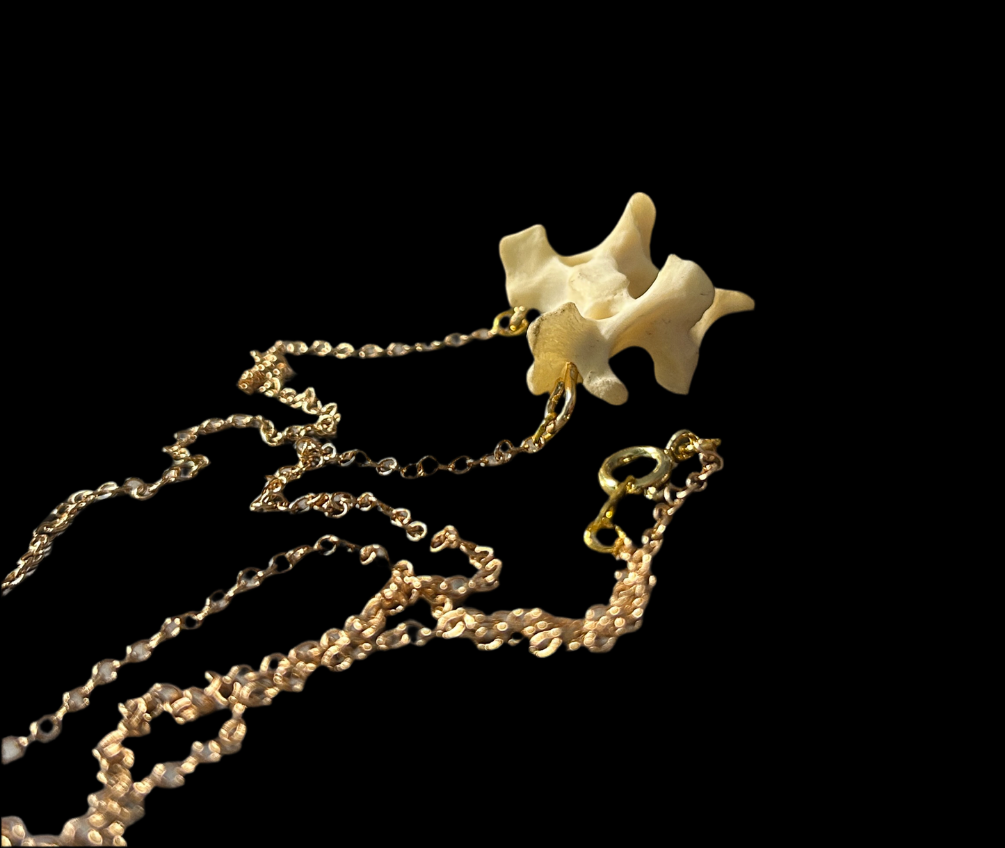 Raccoon Vertebrae necklace