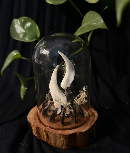 Coyote Shrine Cloche