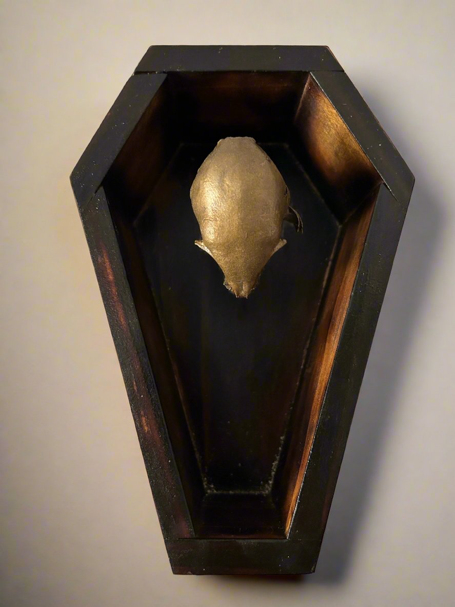 Coffin and Brass Coated Kitten Skull