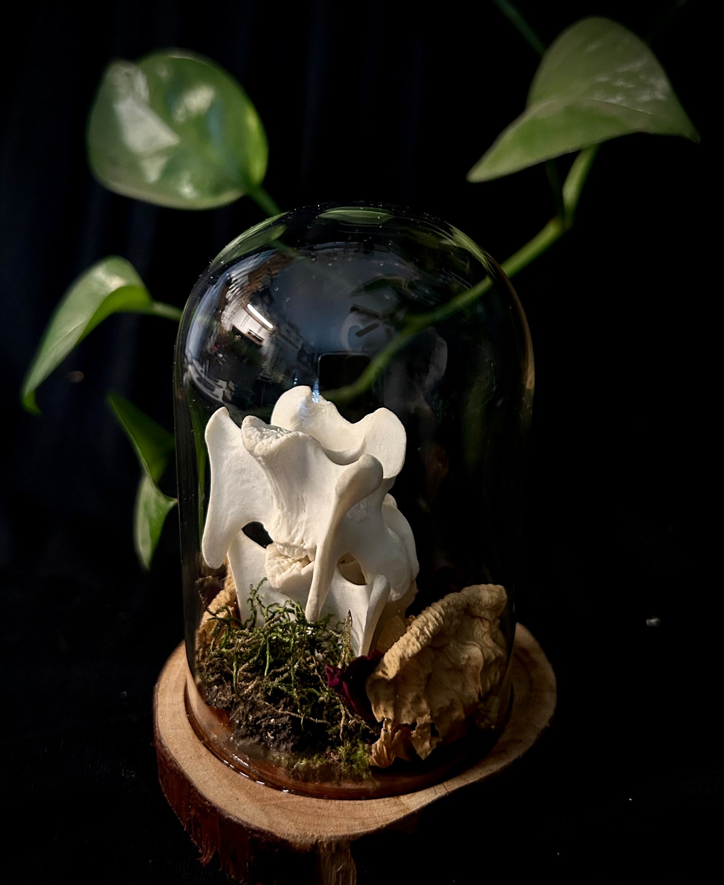 Coyote Spine Cloche