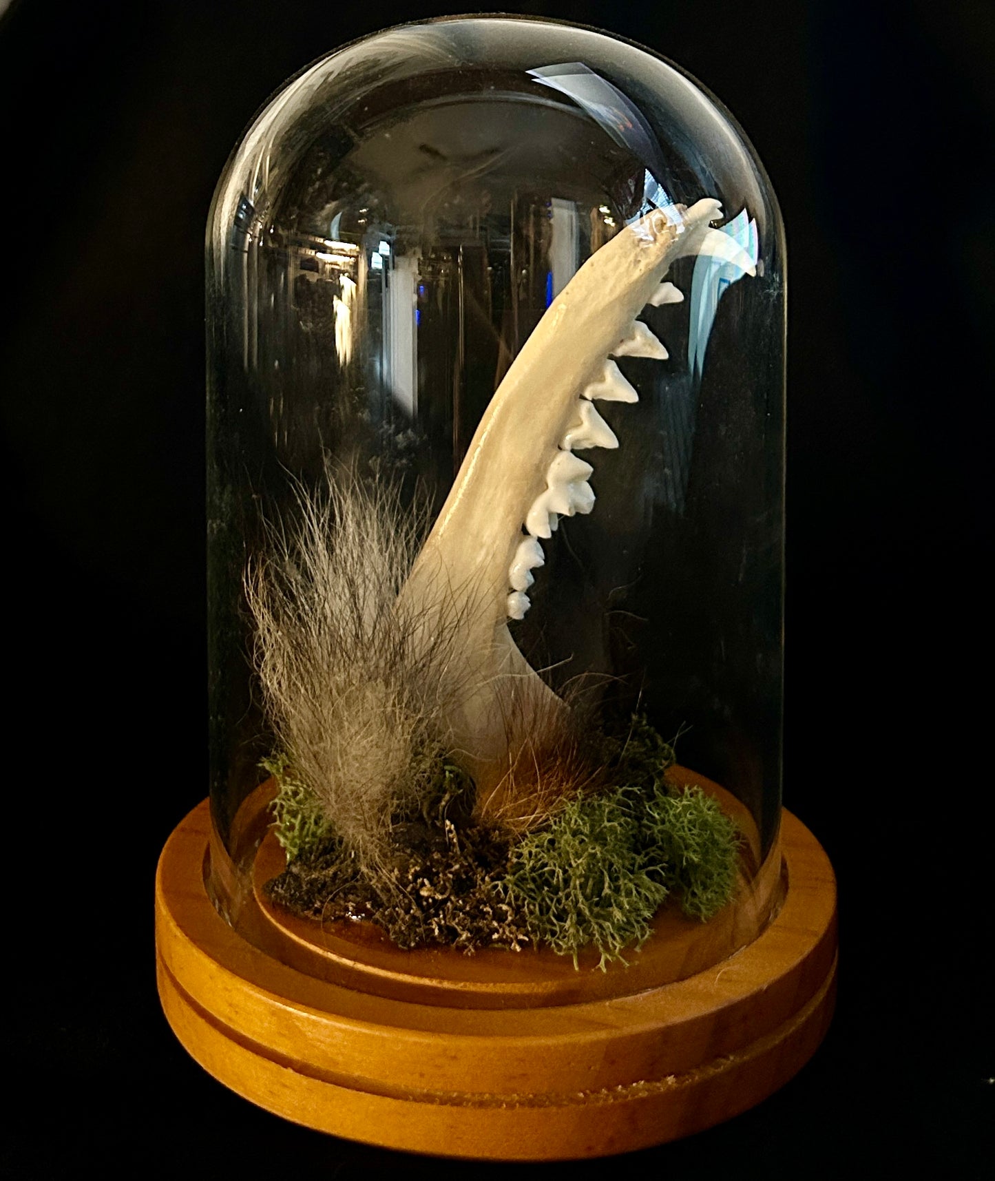 Fox Jawbone Curio Dome