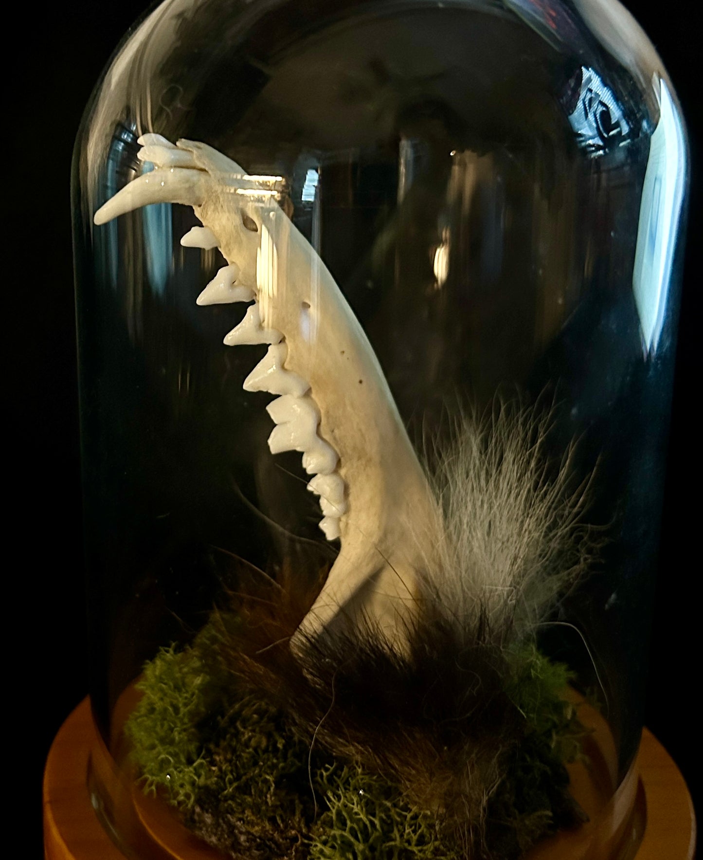 Fox Jawbone Curio Dome