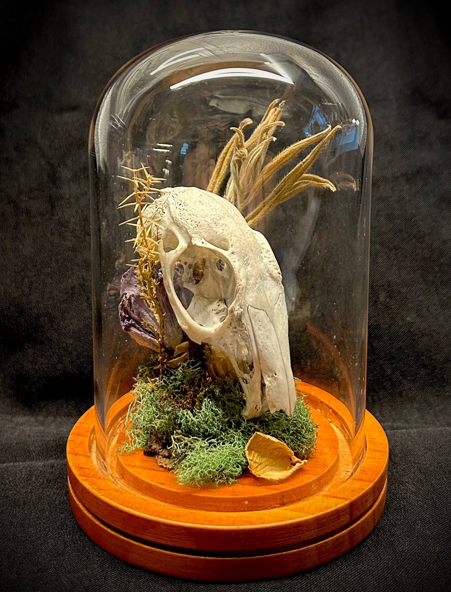 Rabbit Skull Curio Dome