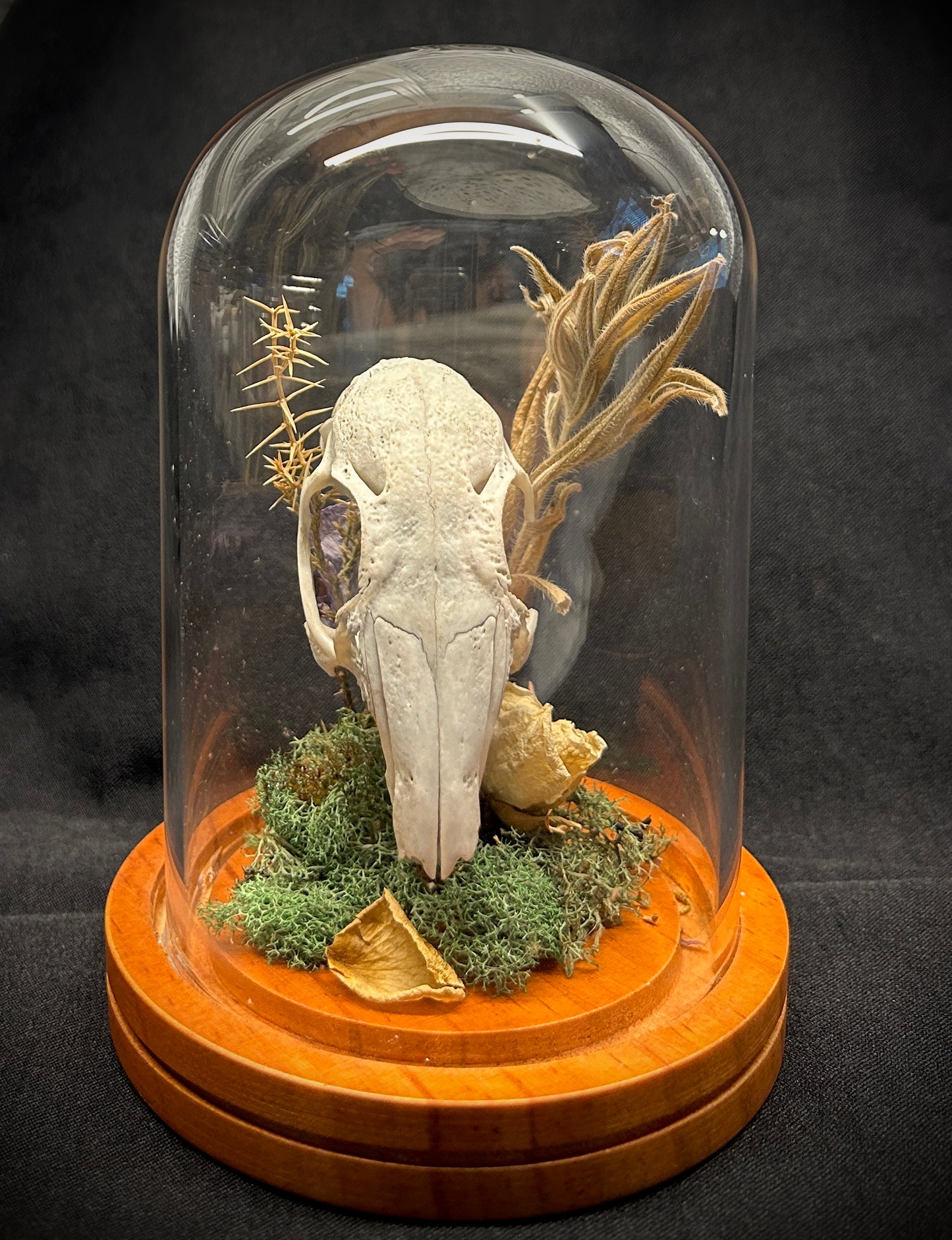 Rabbit Skull Curio Dome