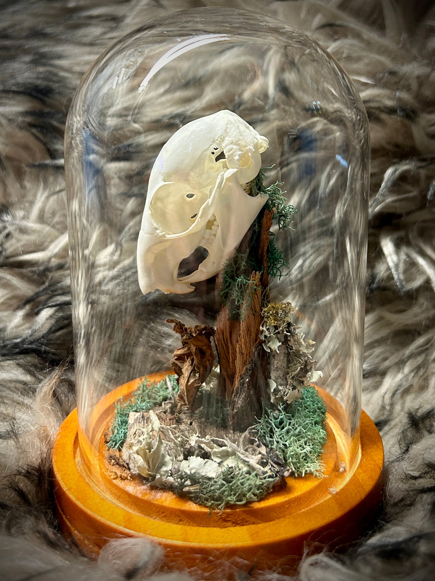 Squirrel Skull Curio Dome