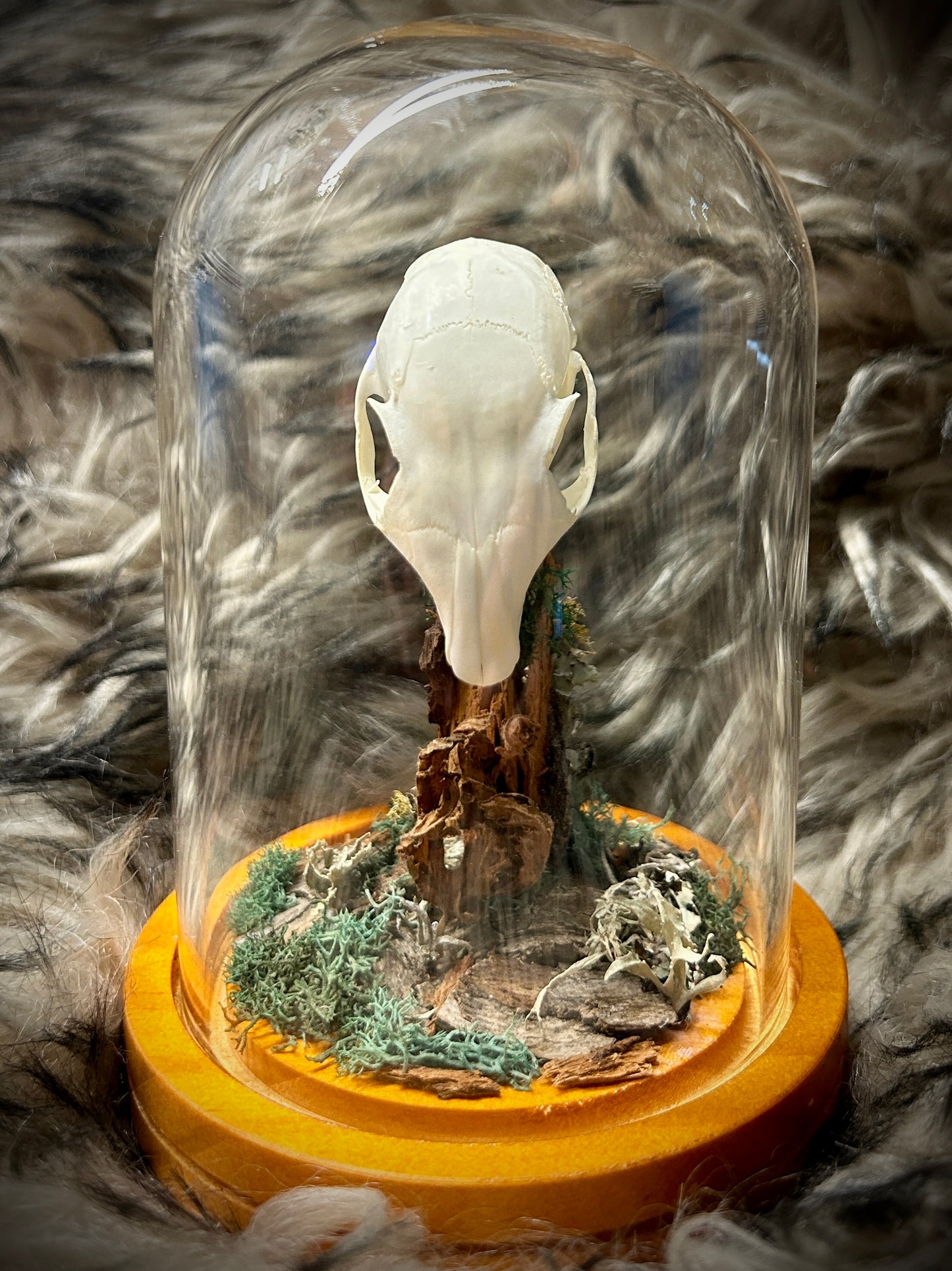 Squirrel Skull Curio Dome