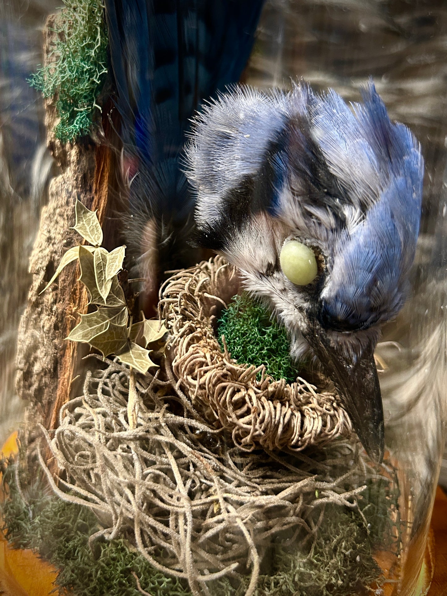 Blue Jay Curio Dome