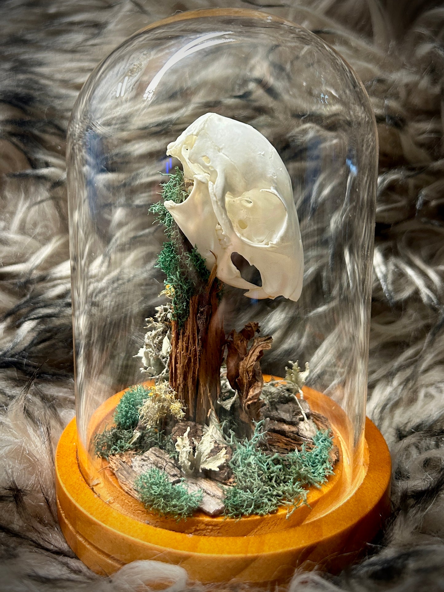 Squirrel Skull Curio Dome