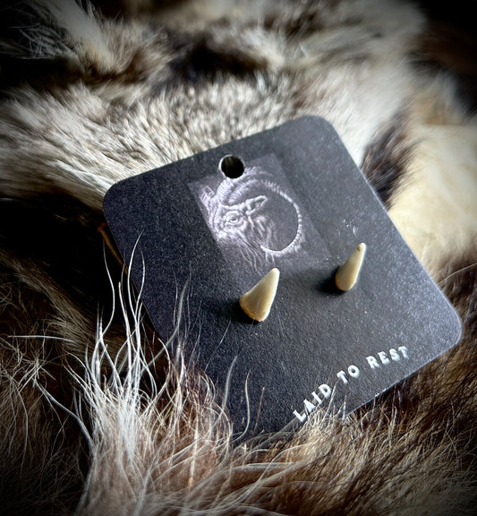 Raccoon Canine Studs - Glow!